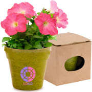 Maceta con semillas de petunia biodegradable personalizada