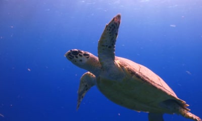 Sea Turtle