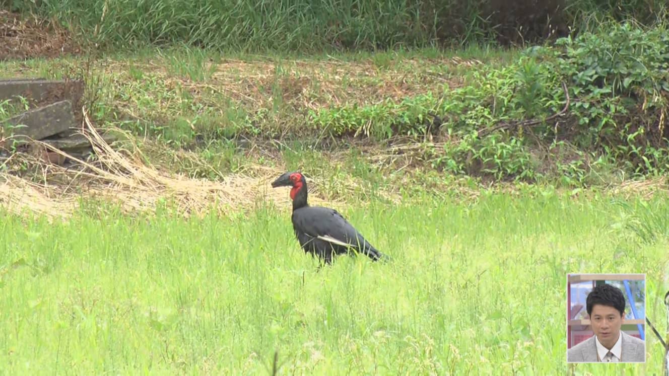 中継で姿をとらえたミナミジサイチョウ（6月4日放送分より）