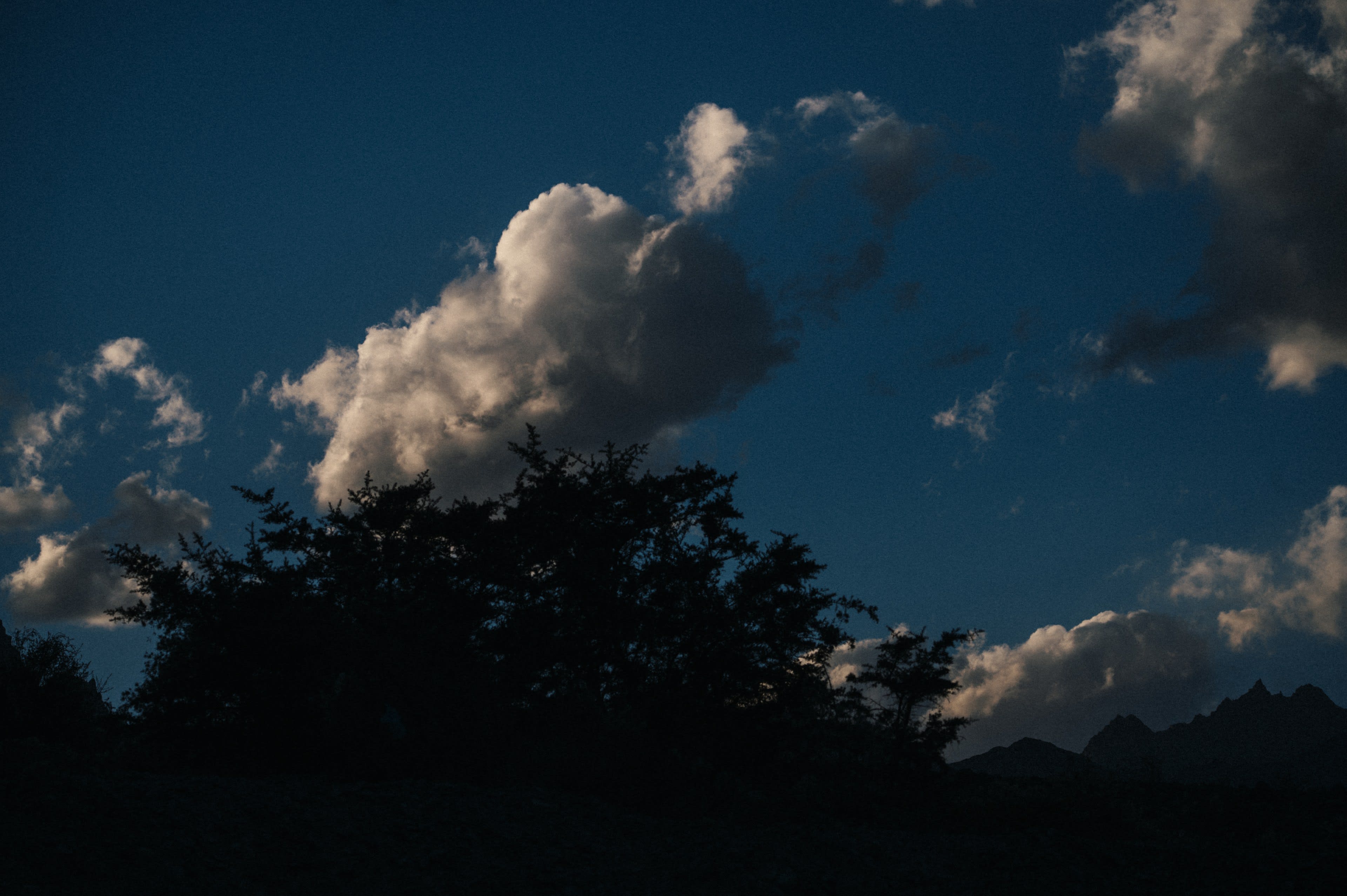 A dark tree silhouette under lit evening clouds