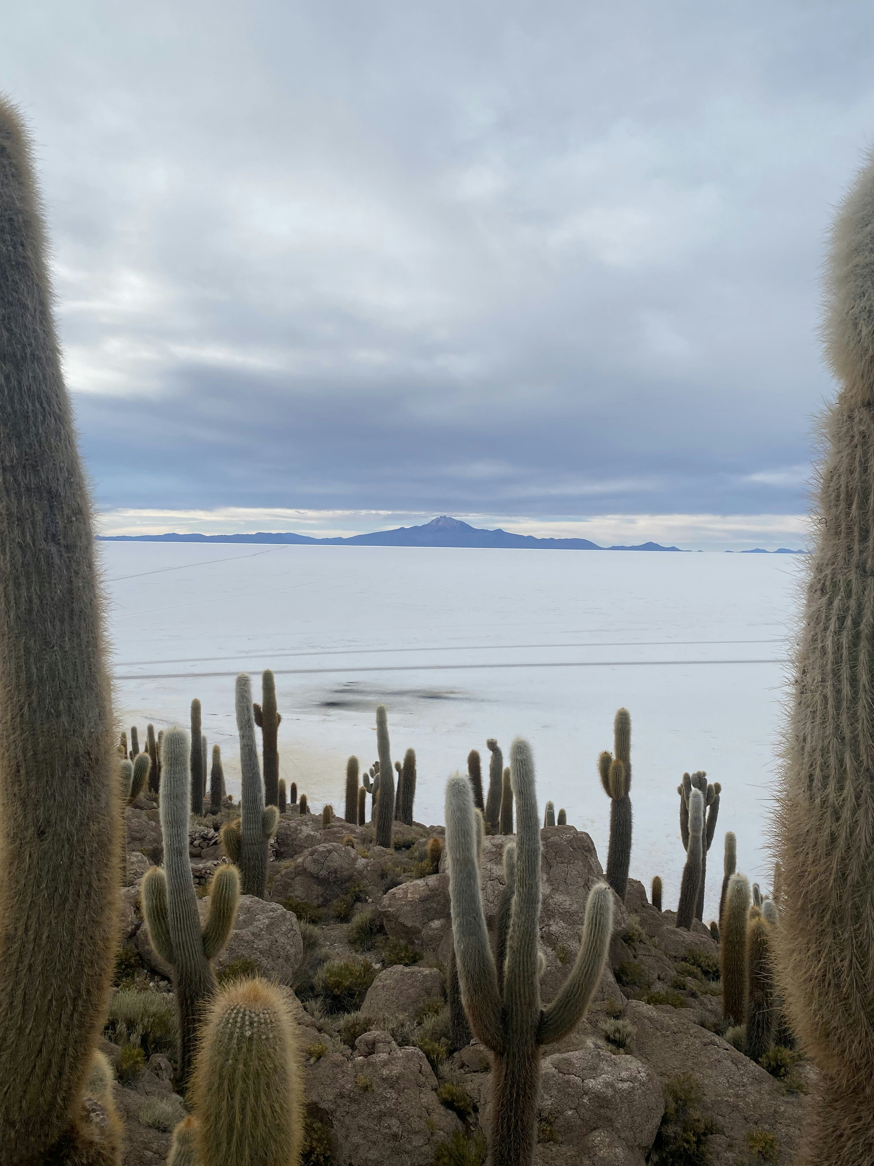 Tall cacti on a rocky island overlooking the white salt flat