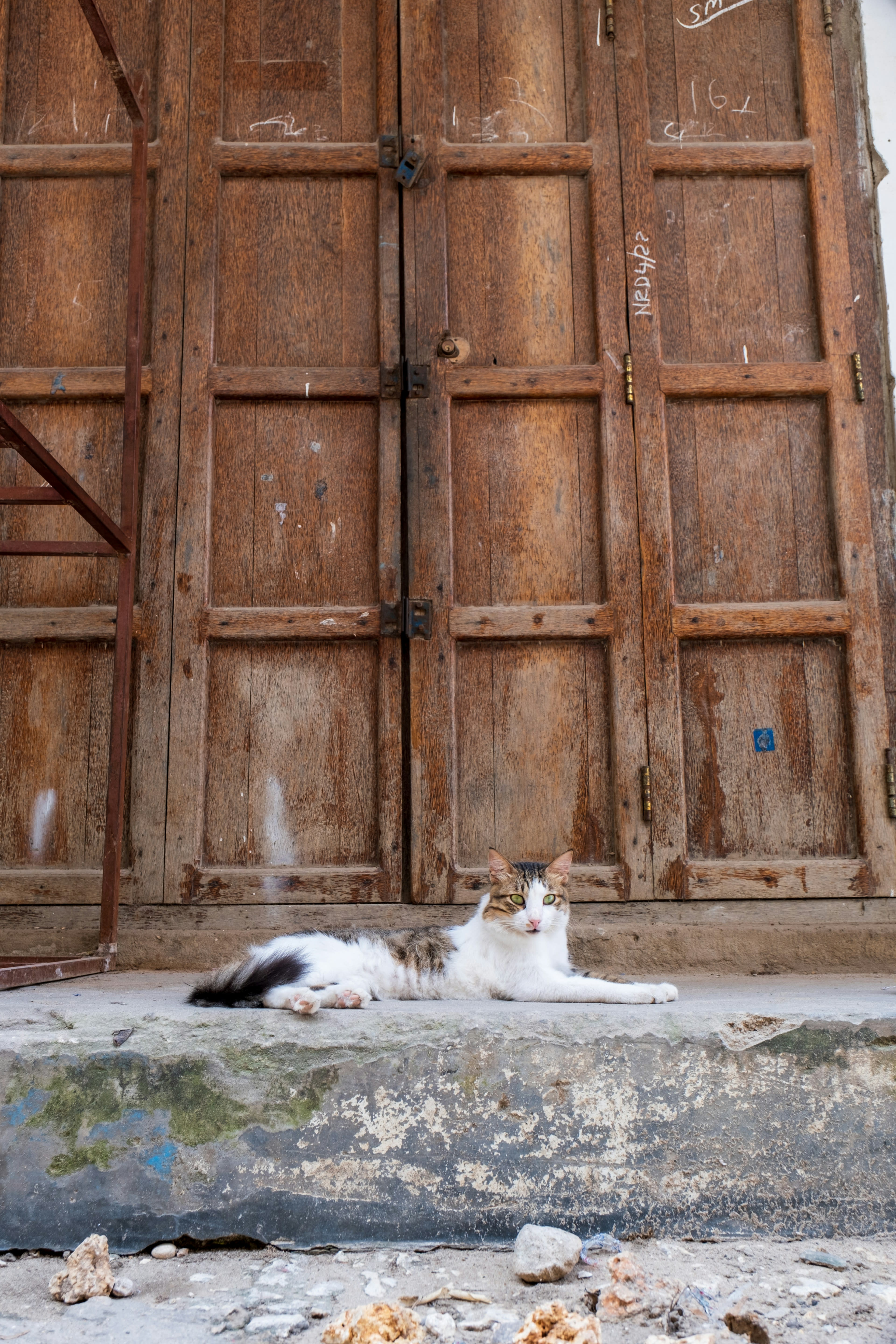 A cat lying in front of an old carved wooden door