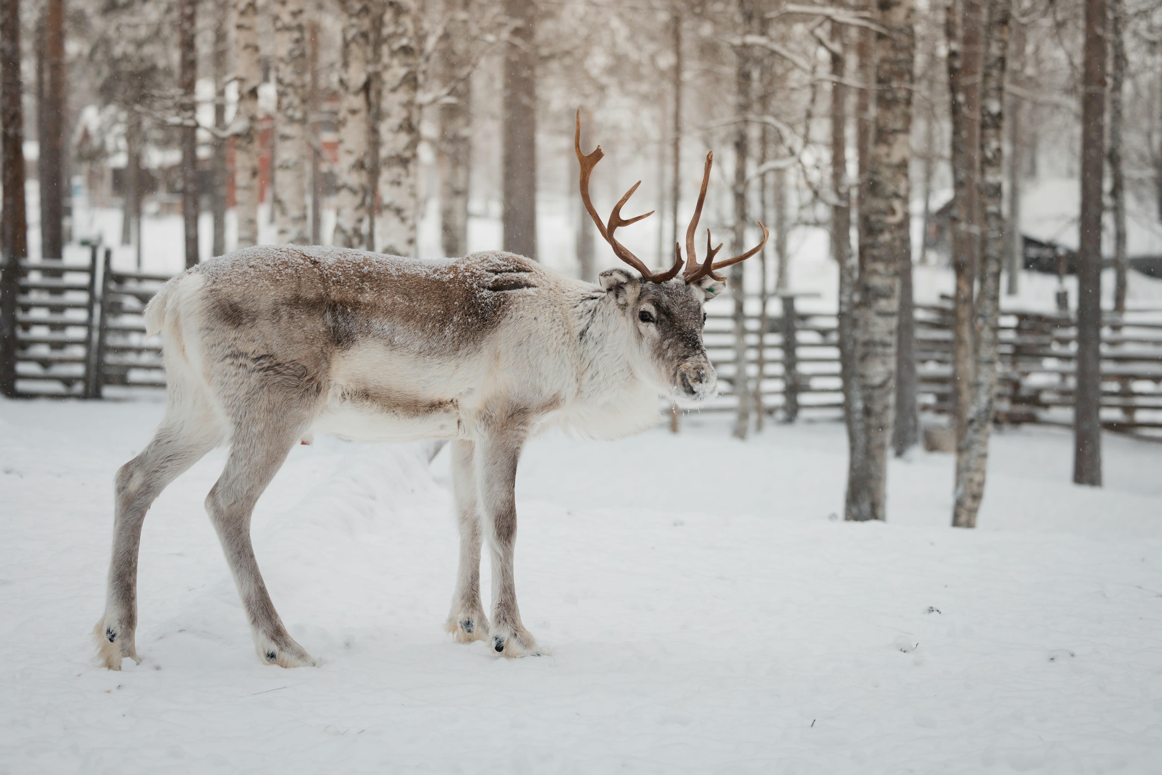 A pale reindeer standing in a snowy birch forest