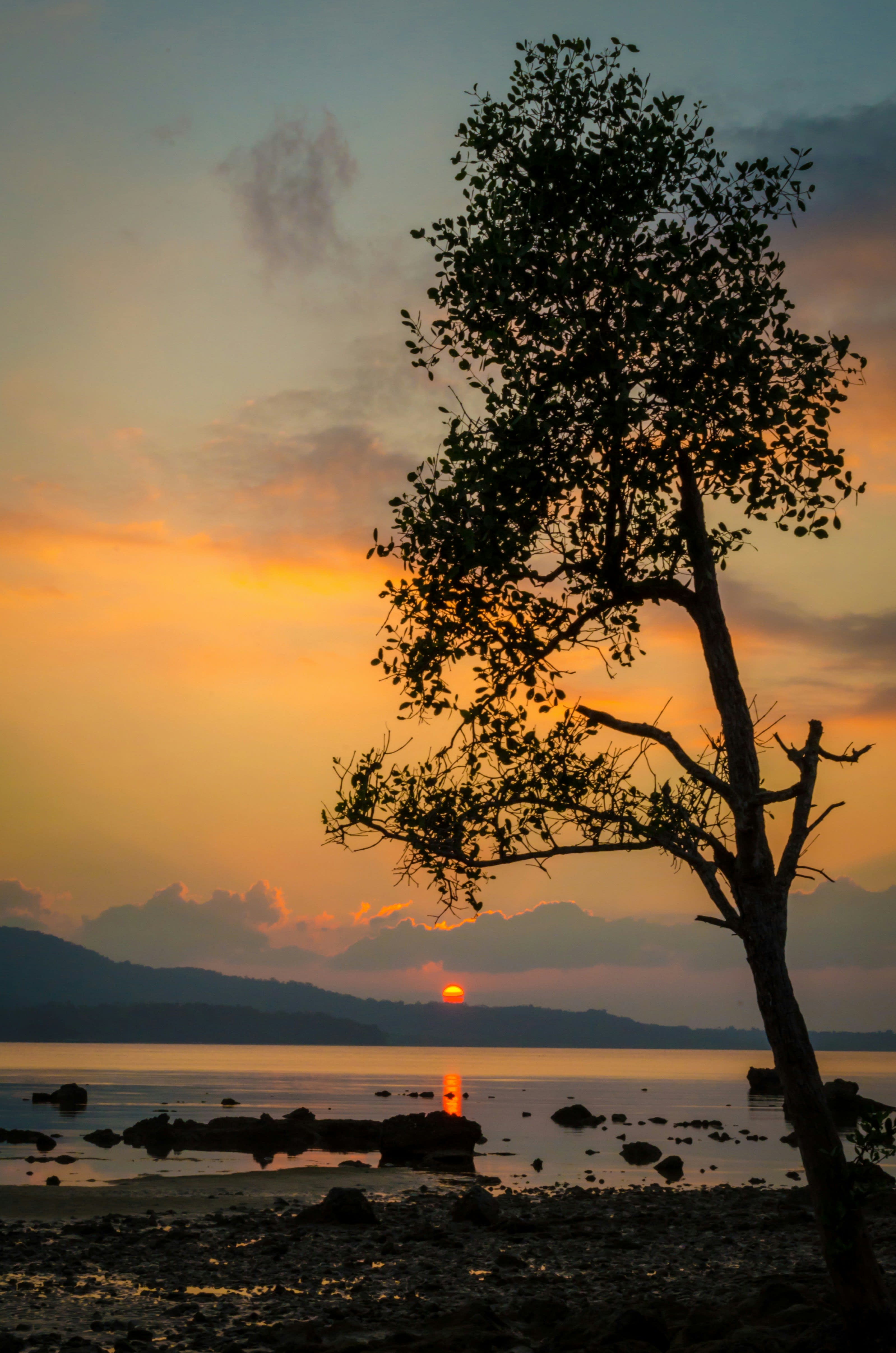 A lone tree silhouetted on the shore against an orange sunset over the sea