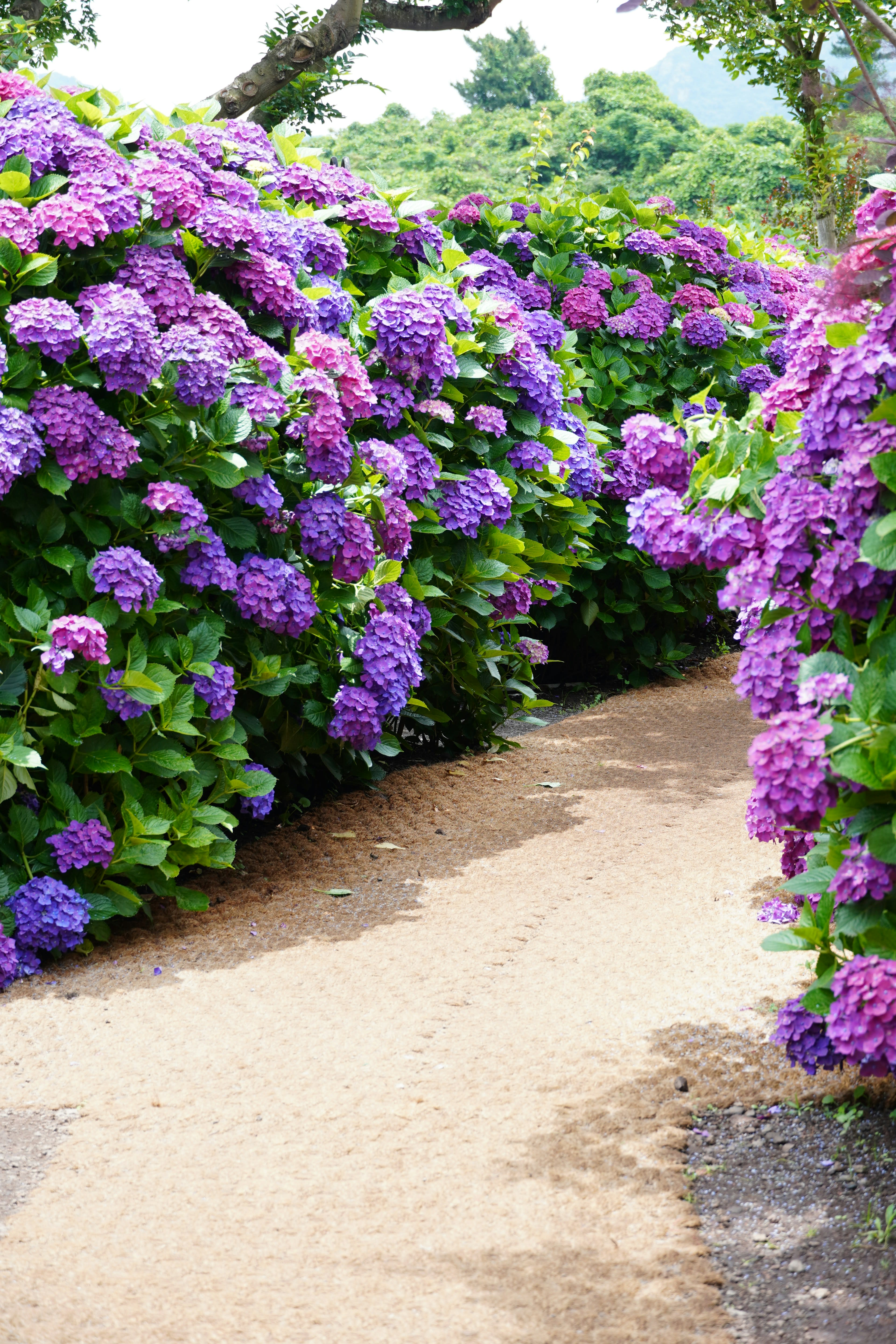 A narrow path lined on both sides with purple hydrangea bushes
