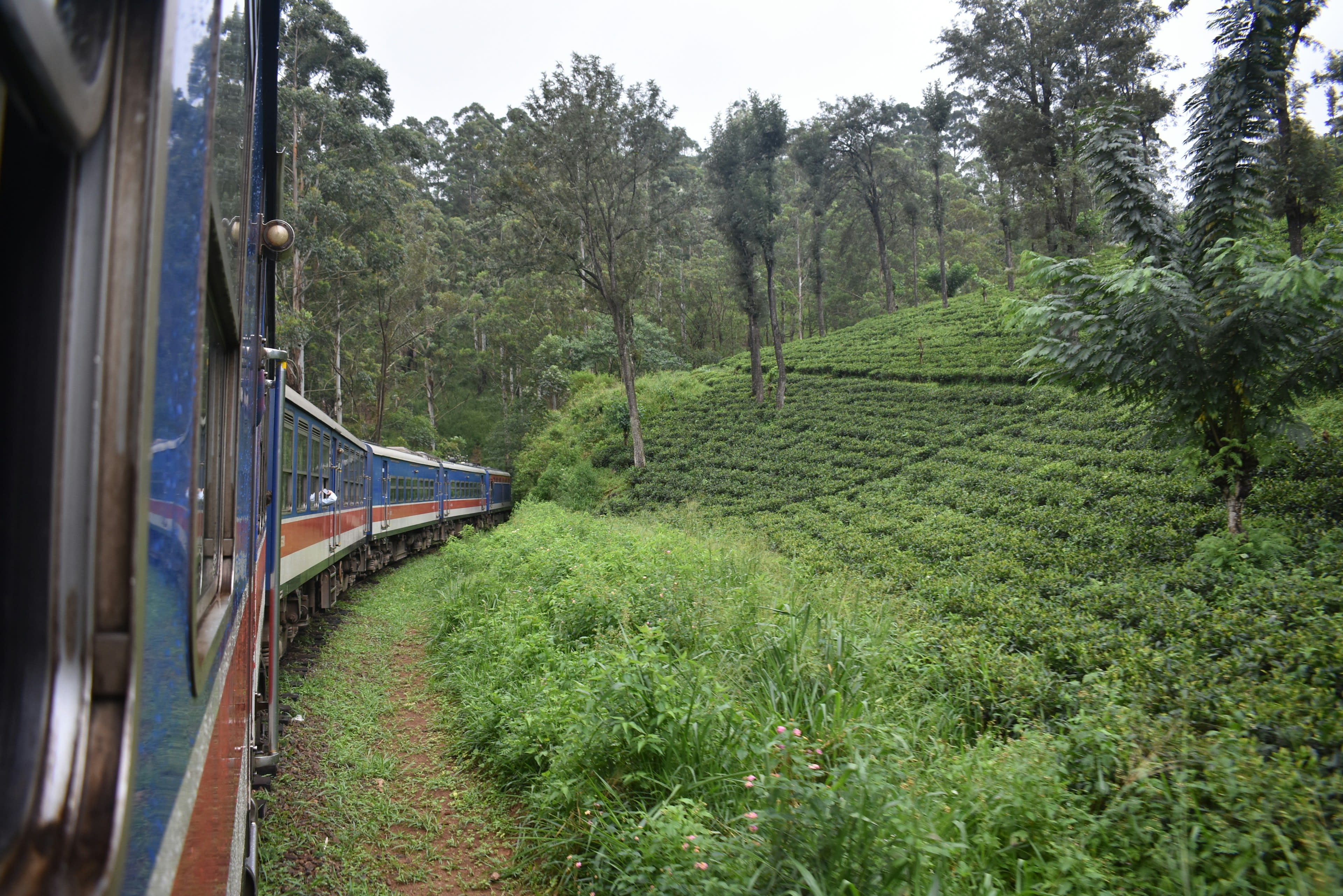 The view from an open train doorway looking along the carriages across tea slopes