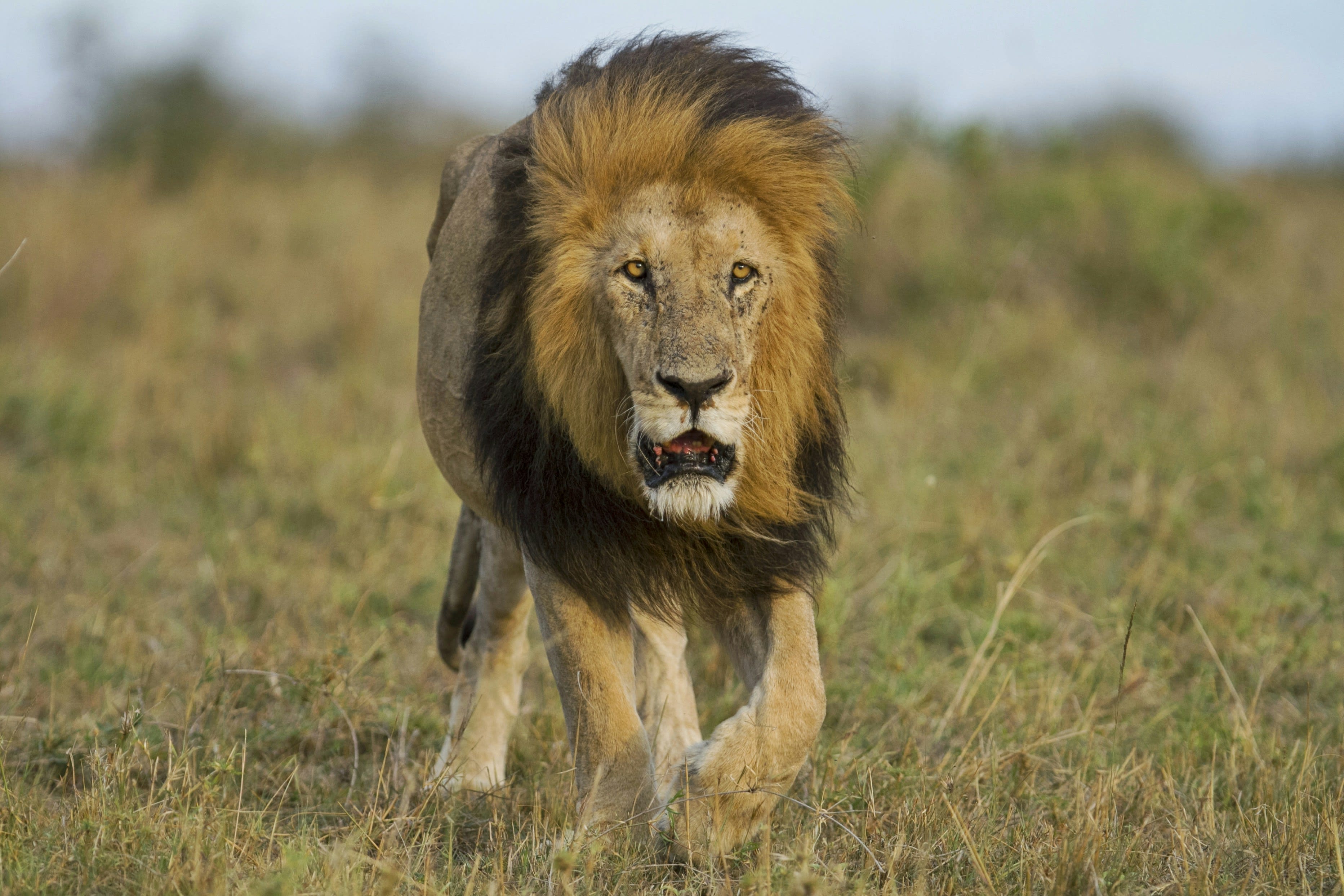 A male lion with a full mane walking through long grass towards the camera