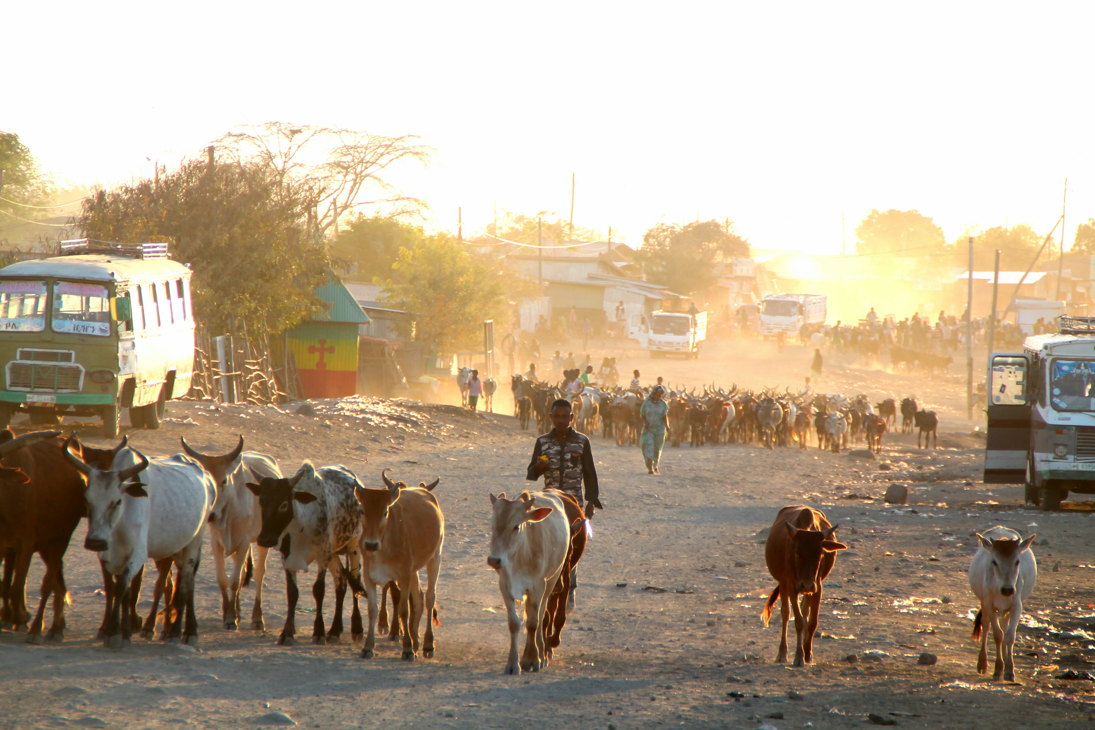 Cattle walking down a dusty town road into low golden light, buses parked along the verge