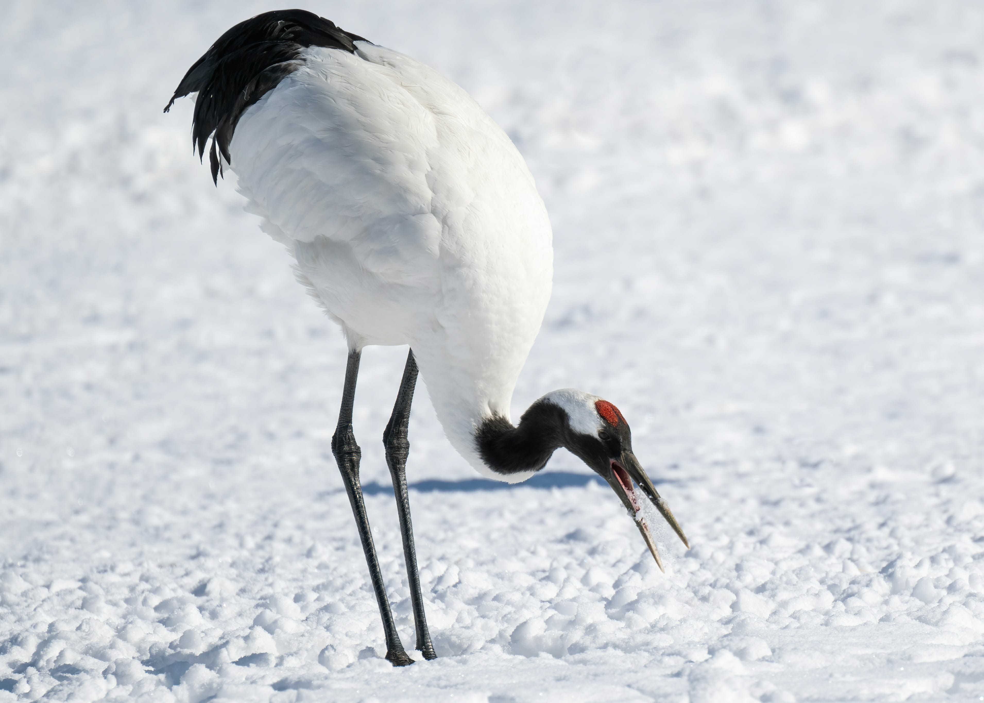 A red-crowned crane standing in snow with its black and white plumage fluffed against the cold