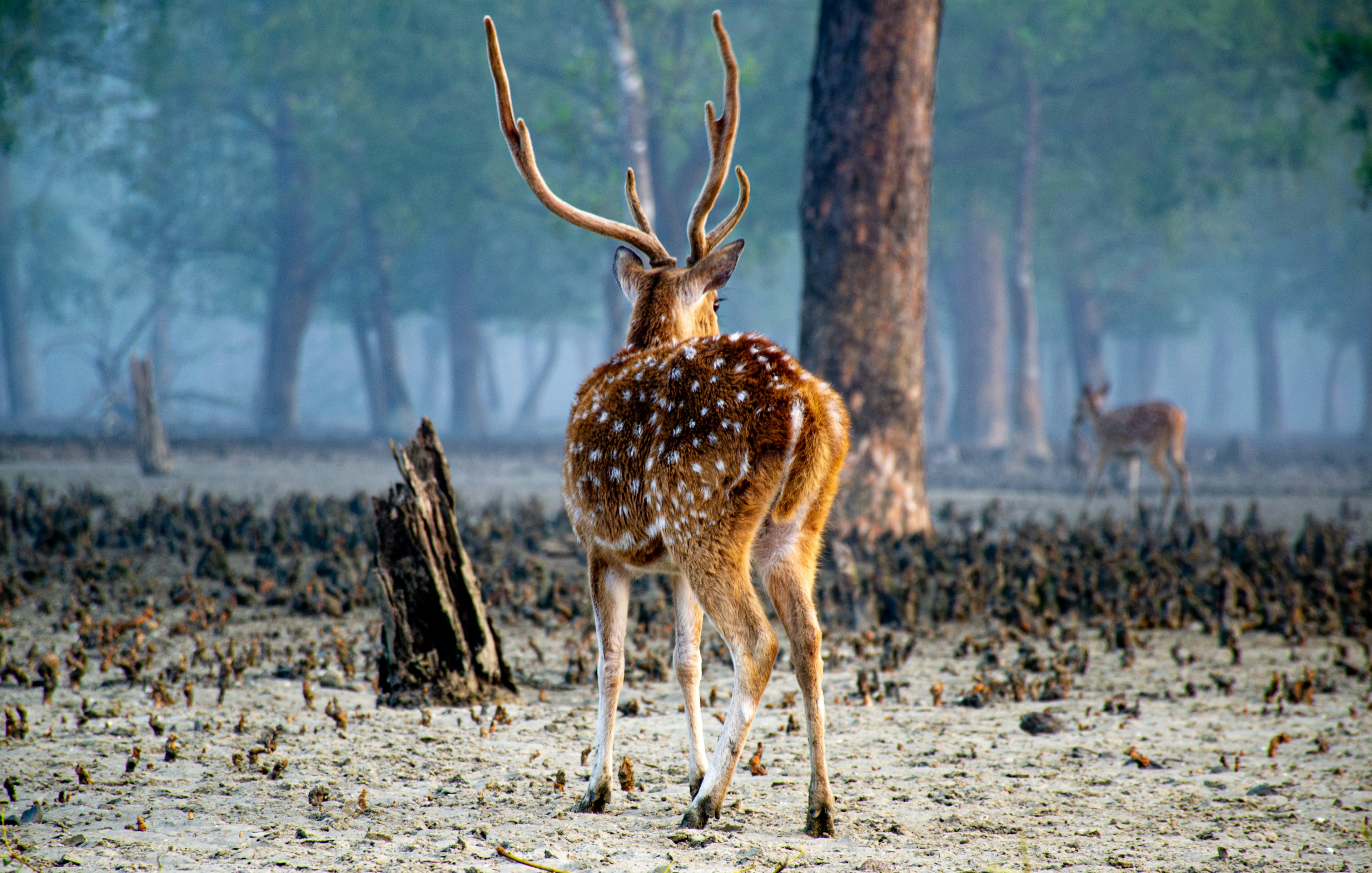 A spotted deer stag with antlers standing in misty mangrove forest