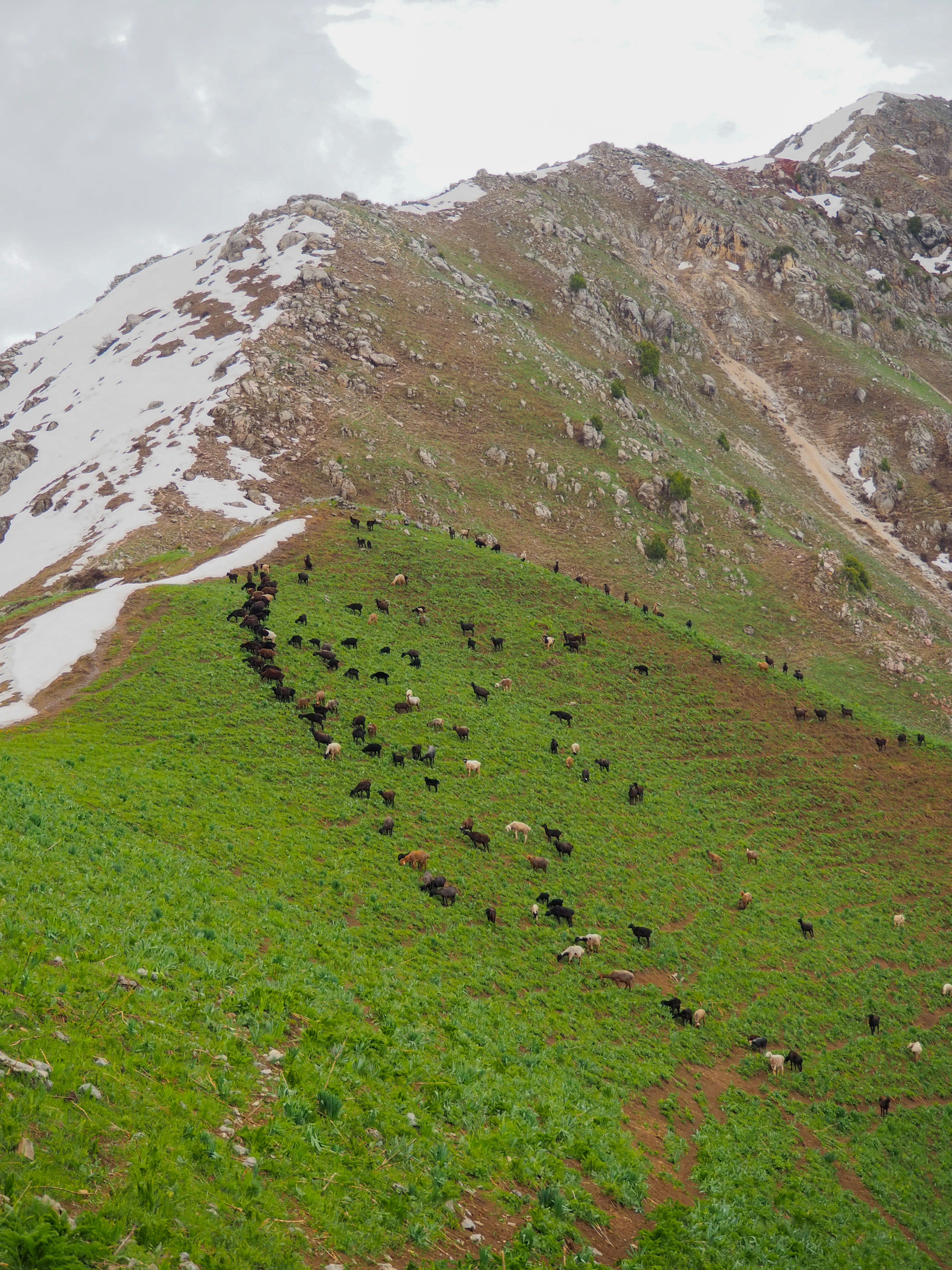 A herd of animals grazing across a steep green mountainside under bare peaks