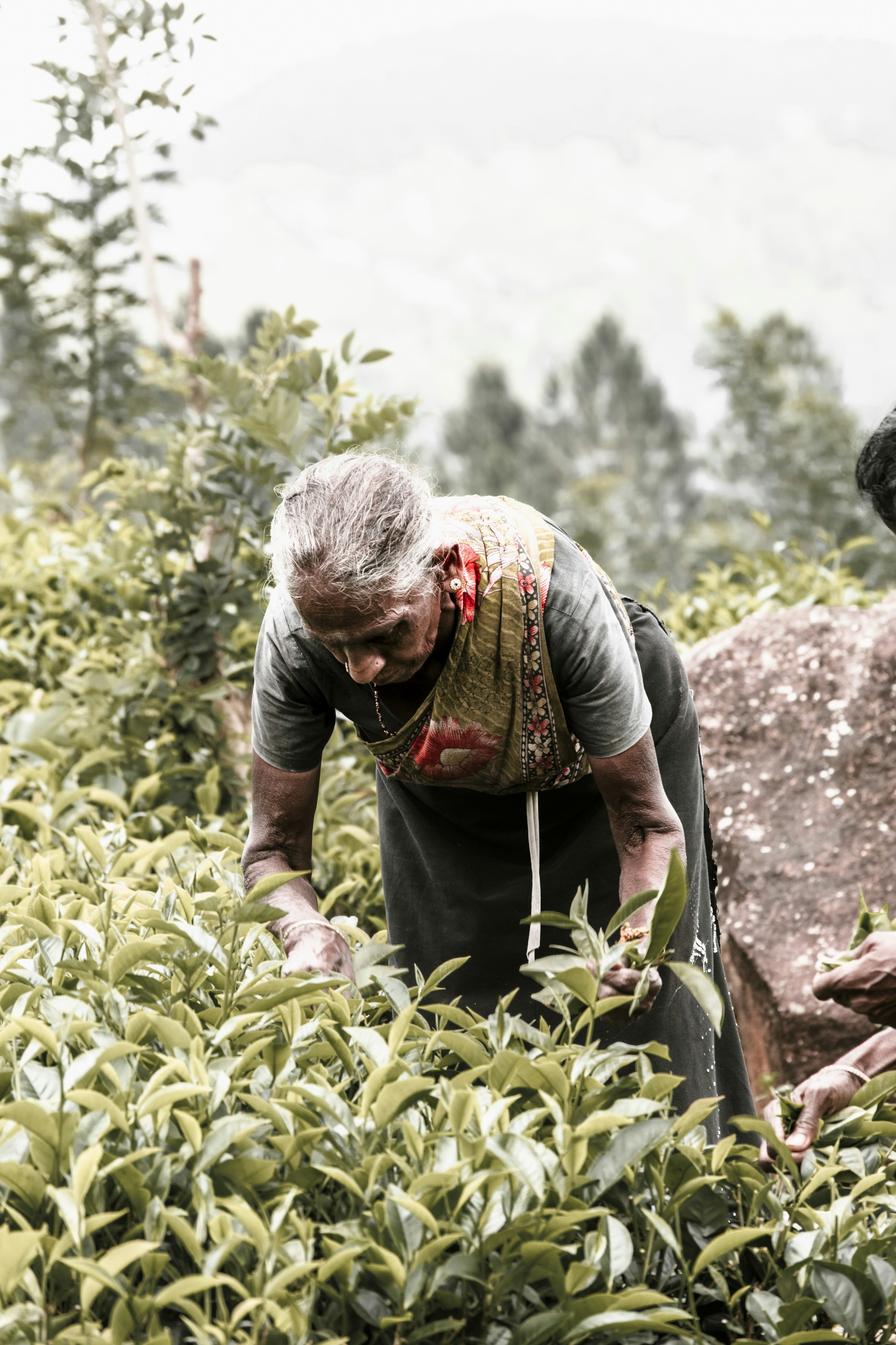 A woman bent over tea bushes picking leaves with a sack on her back