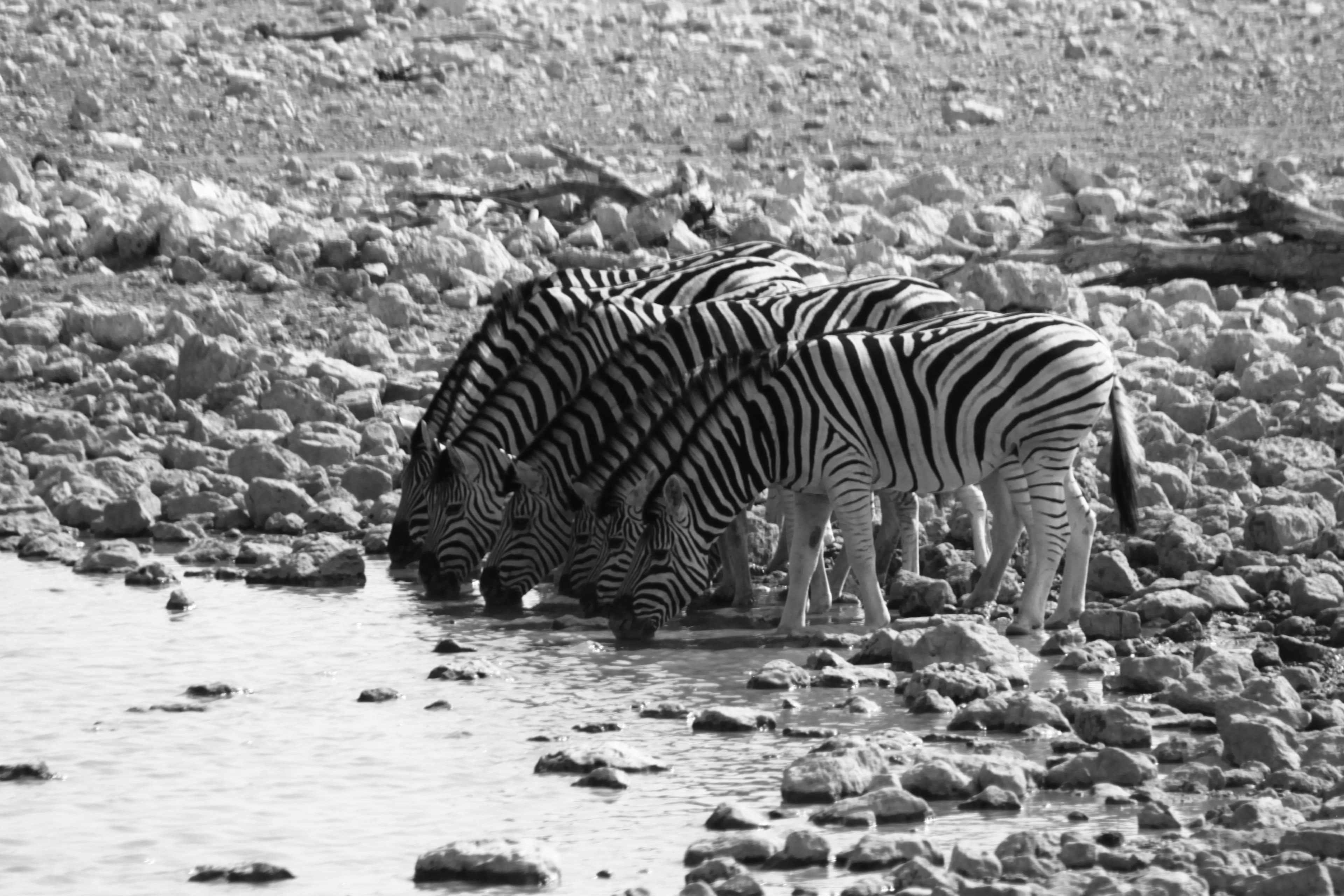 A row of zebras drinking side by side at a rocky waterhole, in black and white