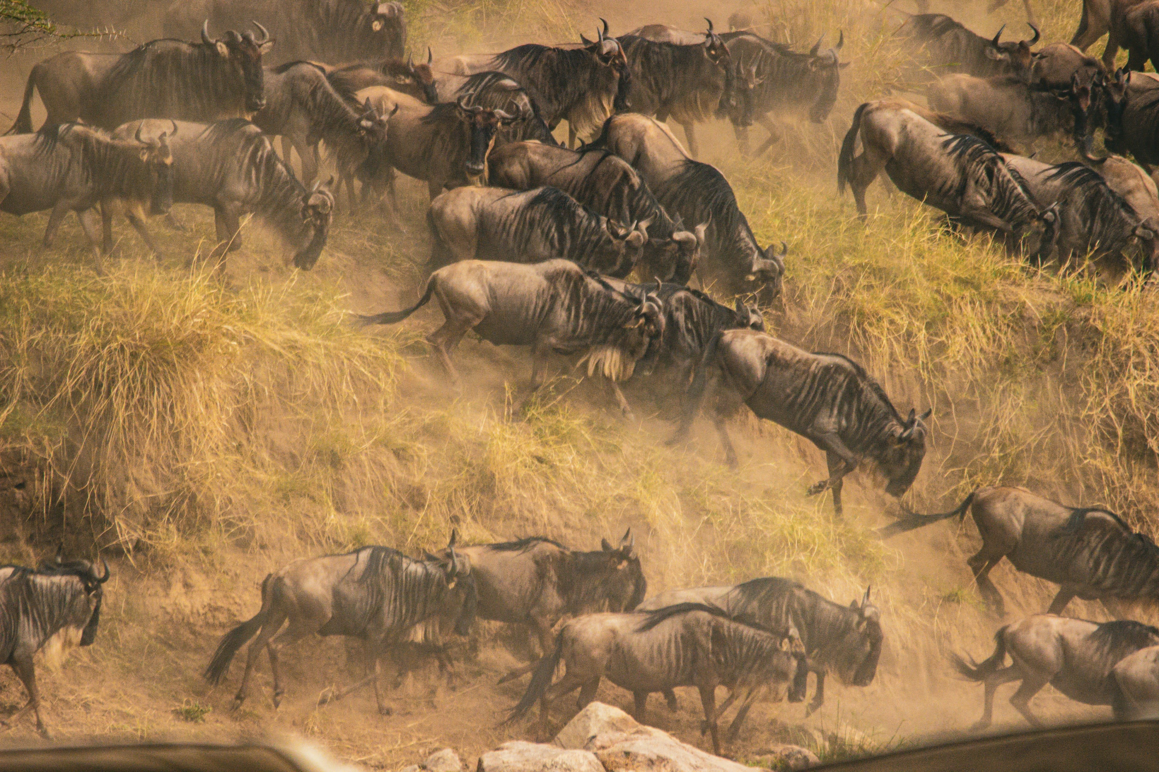 Wildebeest galloping through dry grass in a cloud of dust