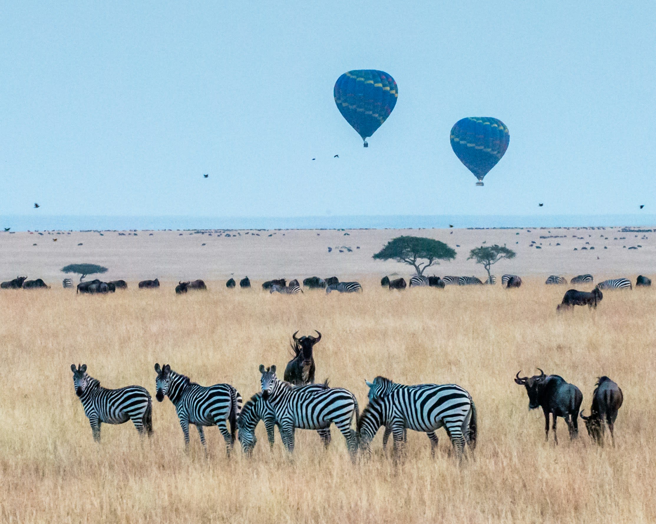 Two hot air balloons low over a plain with zebras and wildebeest grazing below