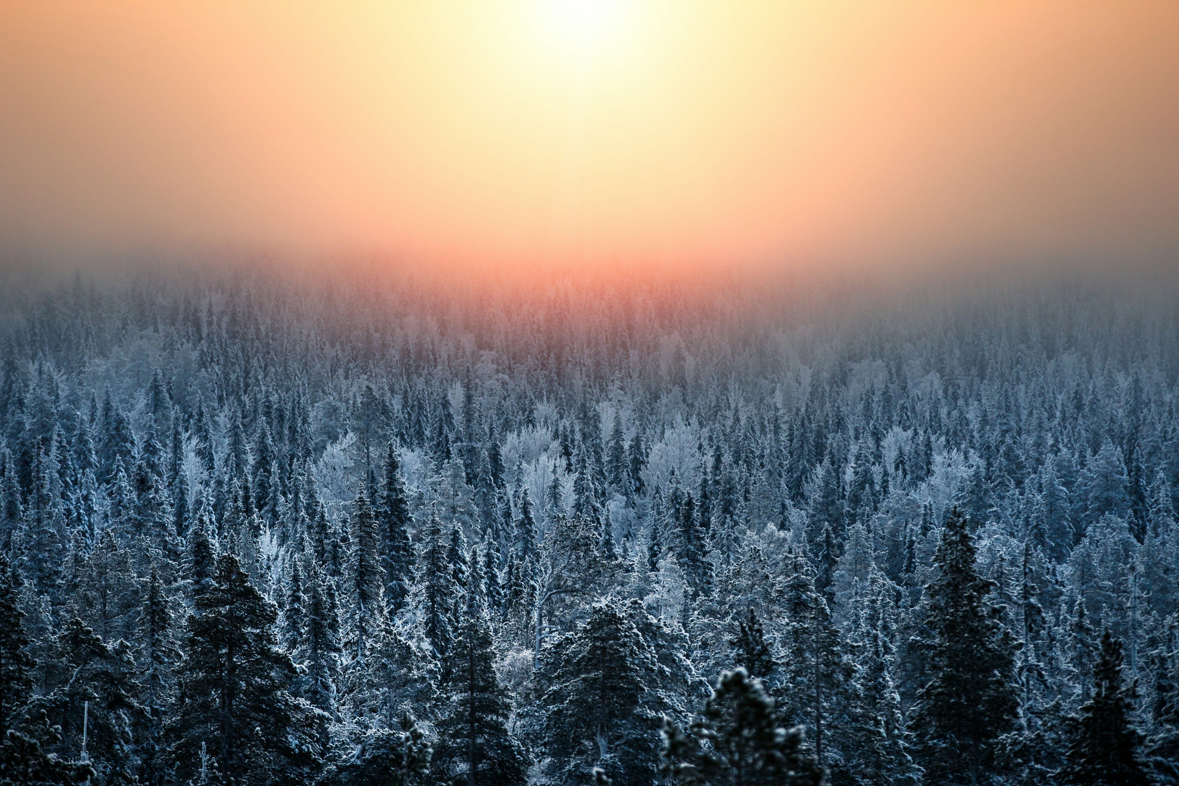 A low sun glowing pink over a frosted snow-covered forest