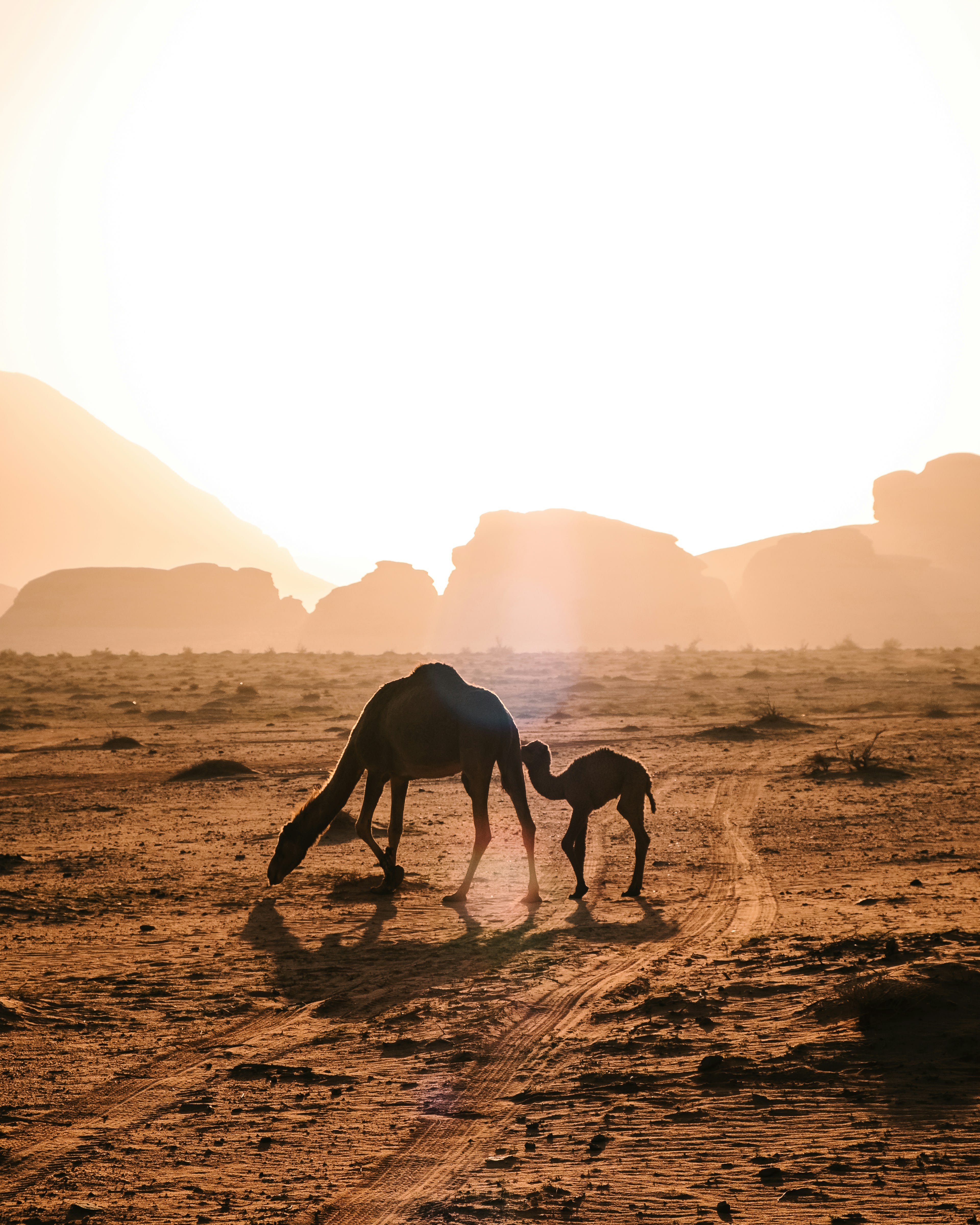 Two camels grazing in desert scrub silhouetted against a low bright sun