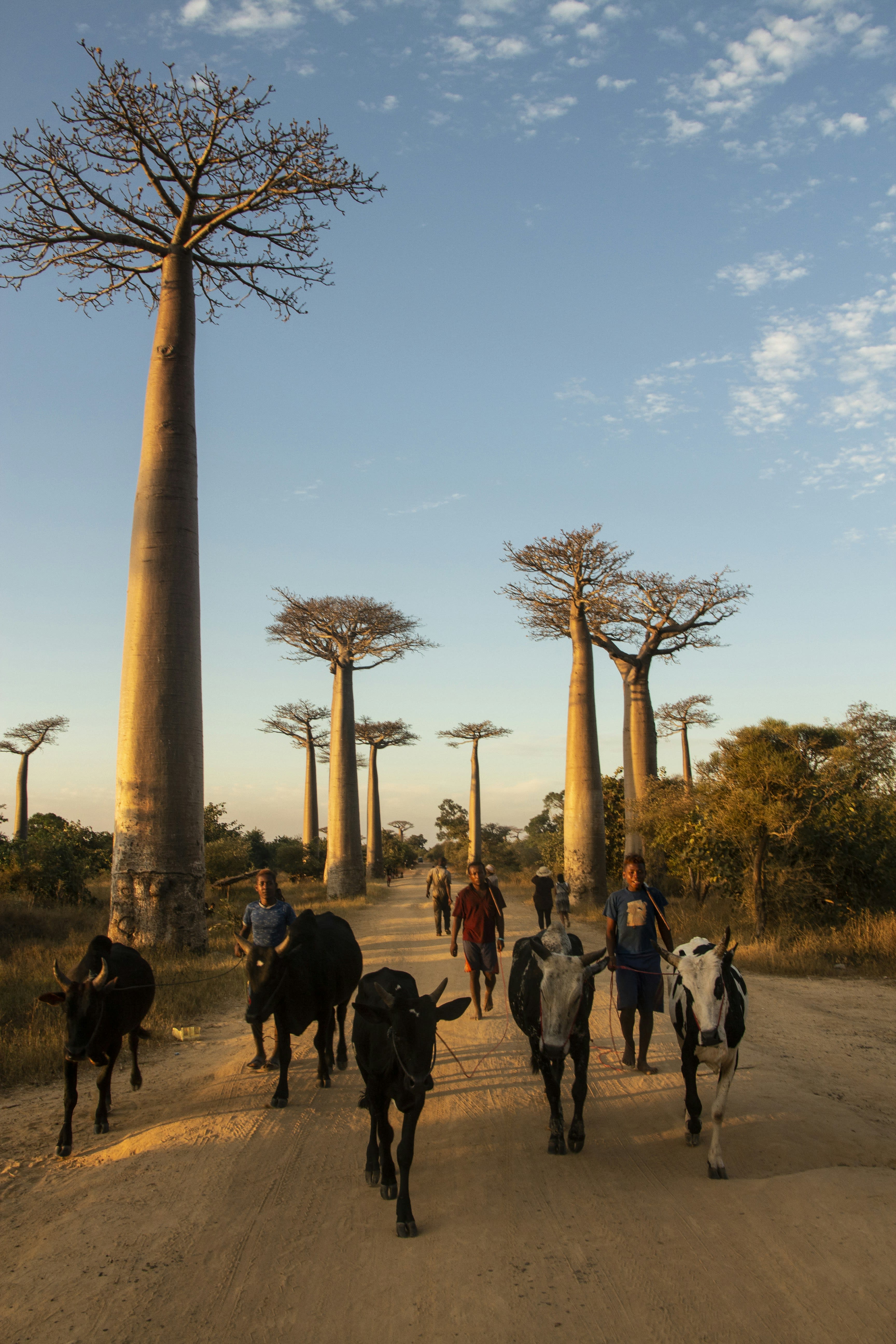 People walking cattle down the dirt avenue between baobab trunks