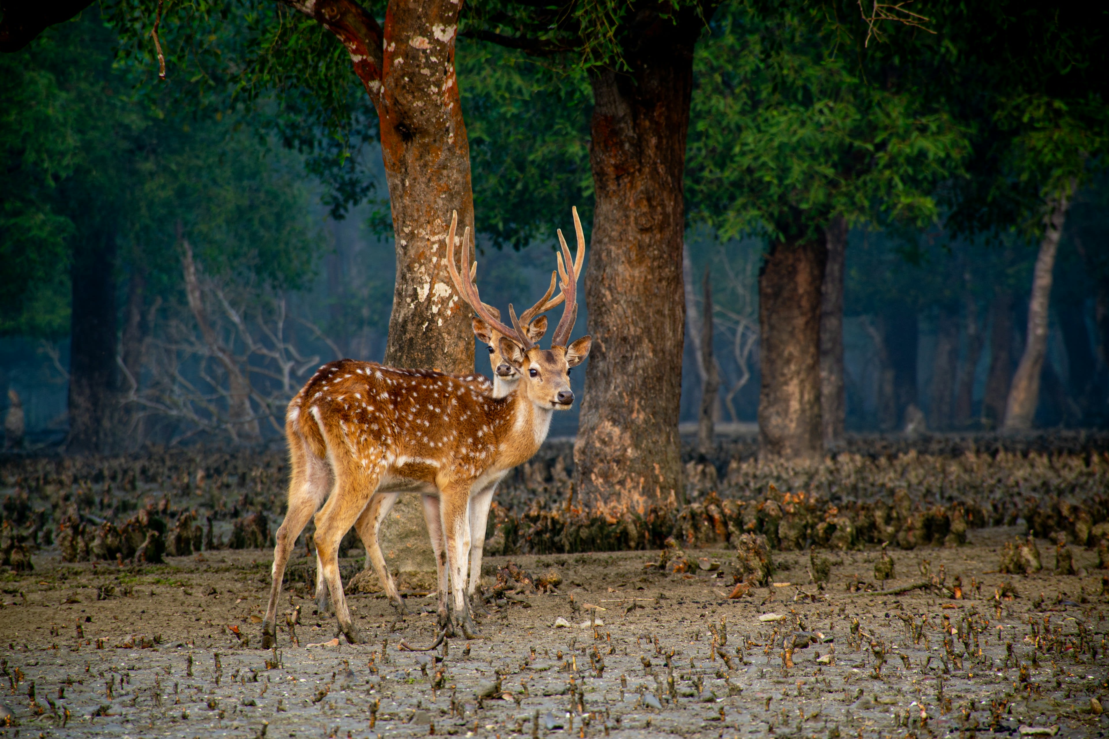 Spotted deer standing among bare mangrove trunks and breathing roots