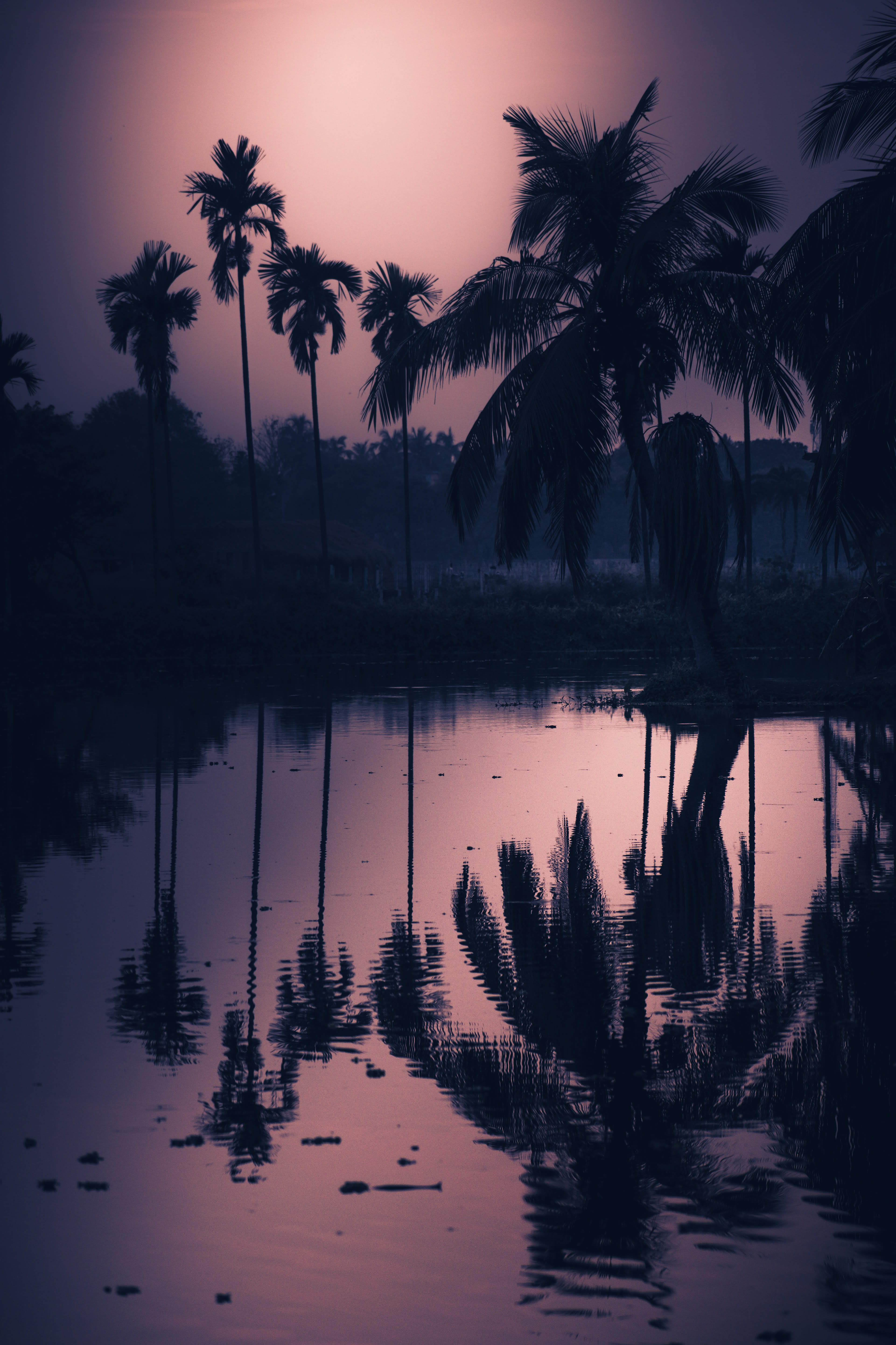 Palm trees reflected in still pink water at dusk