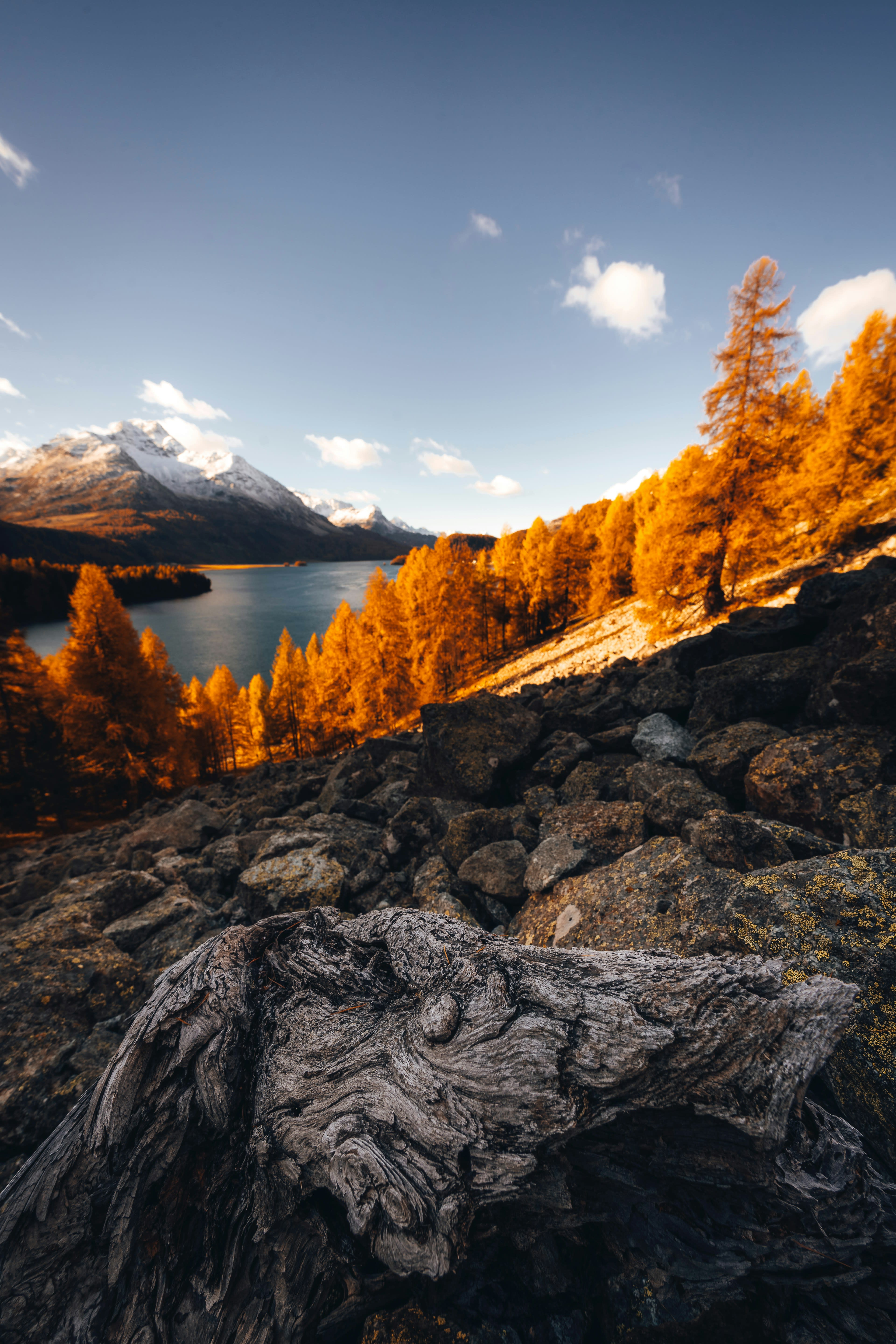 Golden larch trees on a slope above a blue mountain lake