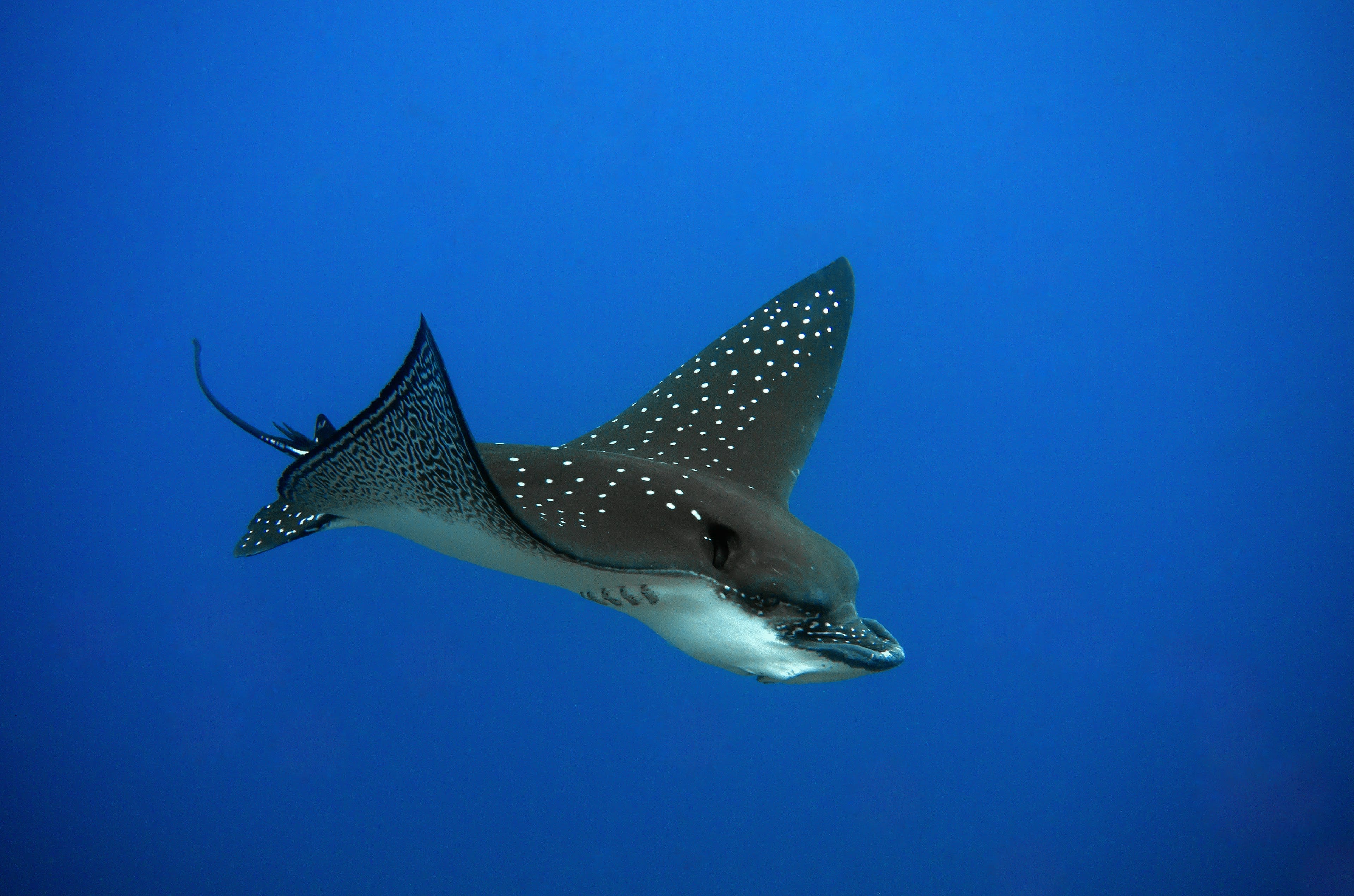 A spotted eagle ray swimming through open blue water