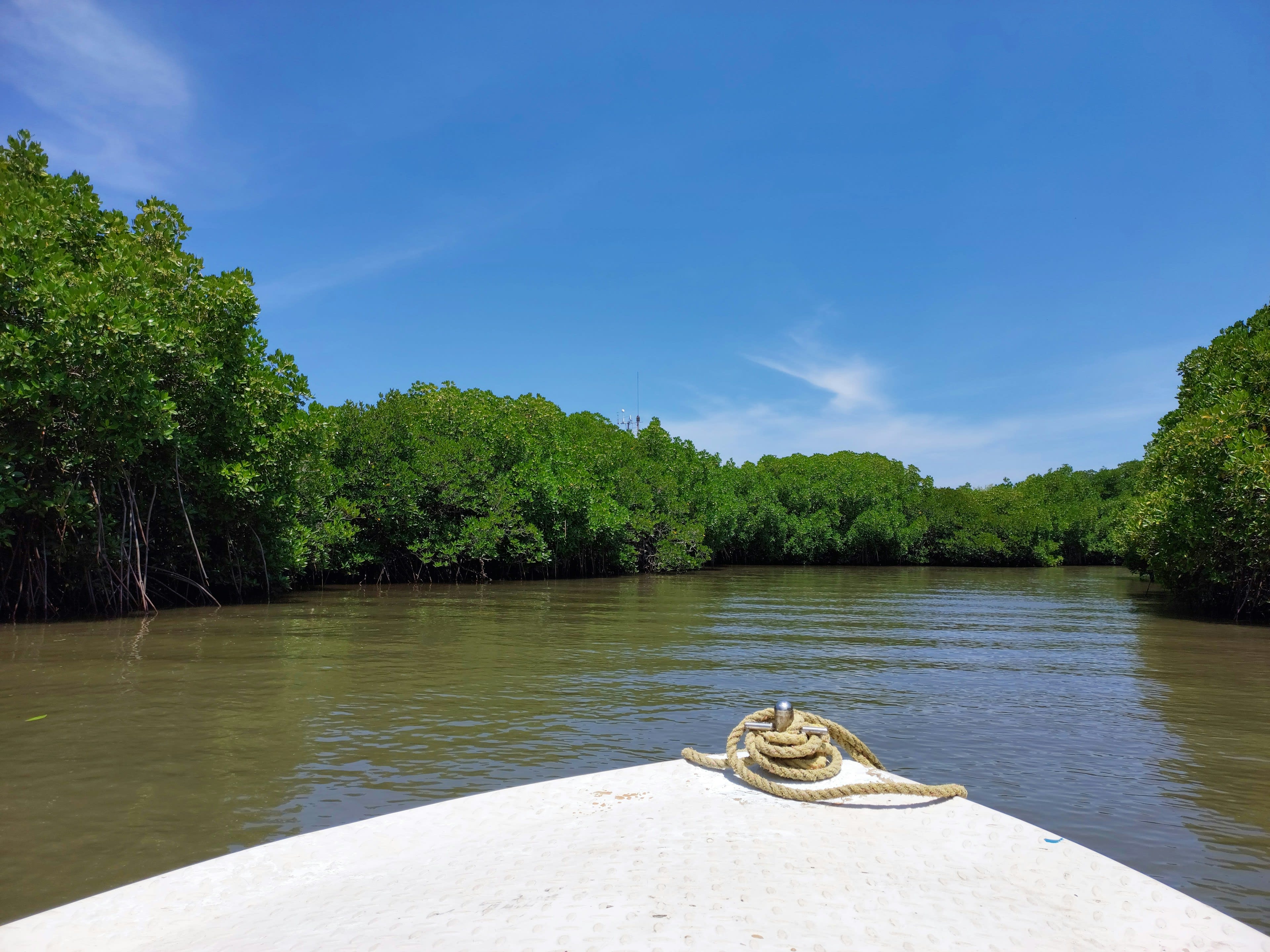 The green bow of a boat with a coiled rope pointing down a mangrove channel