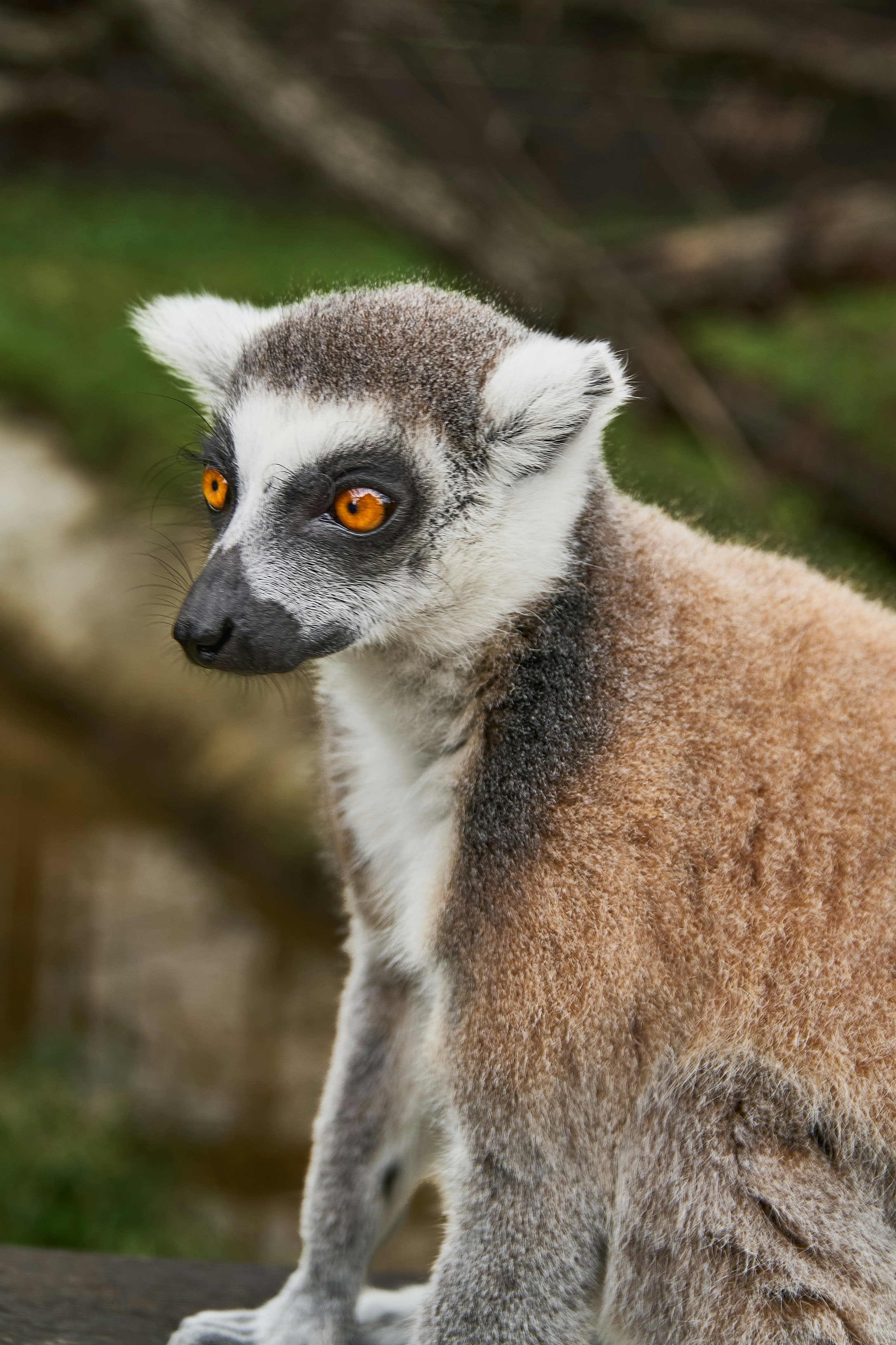 A ring-tailed lemur with orange eyes sitting on a rock, looking to one side