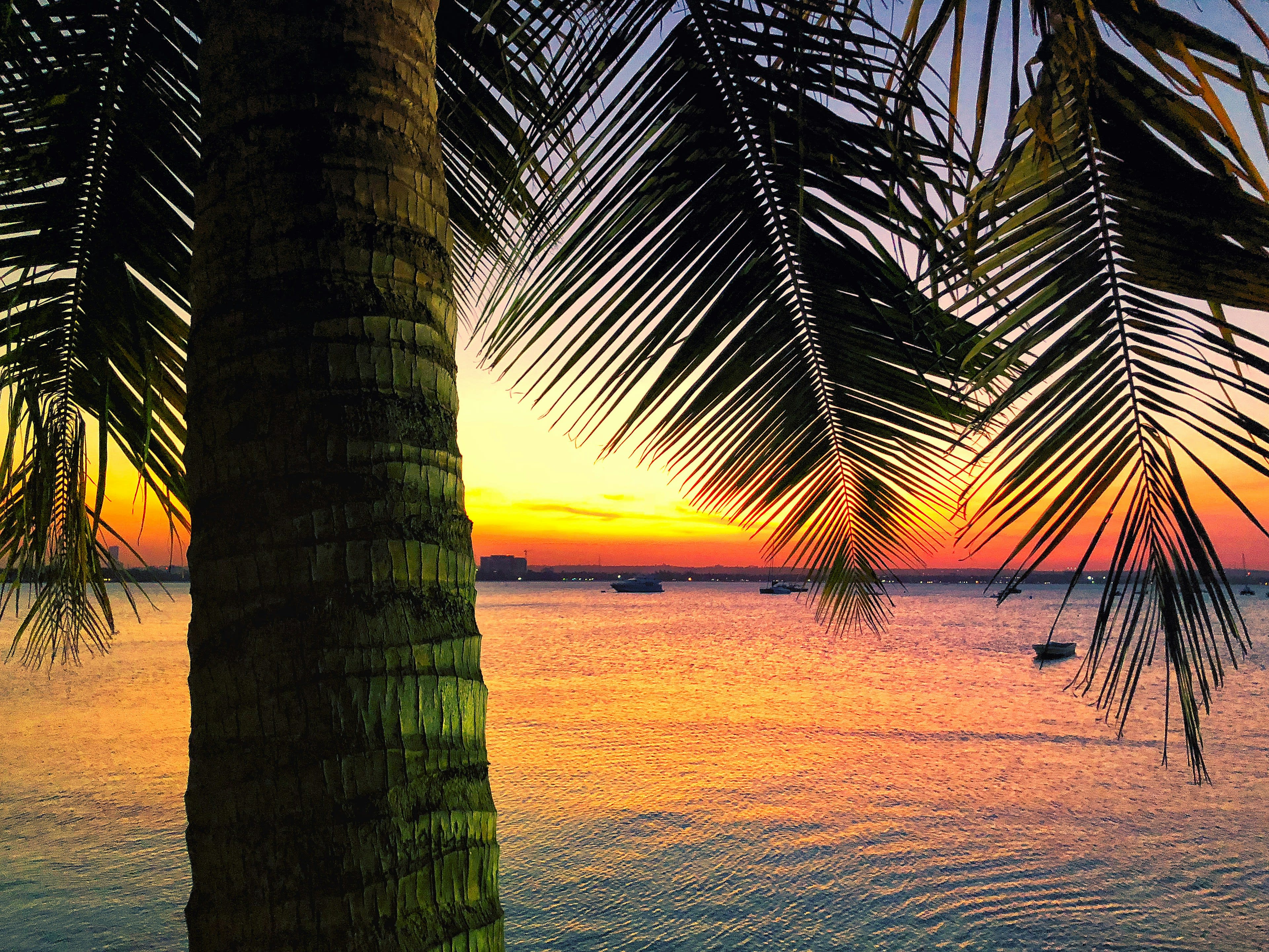 A palm tree and an outrigger canoe silhouetted on calm water at dusk