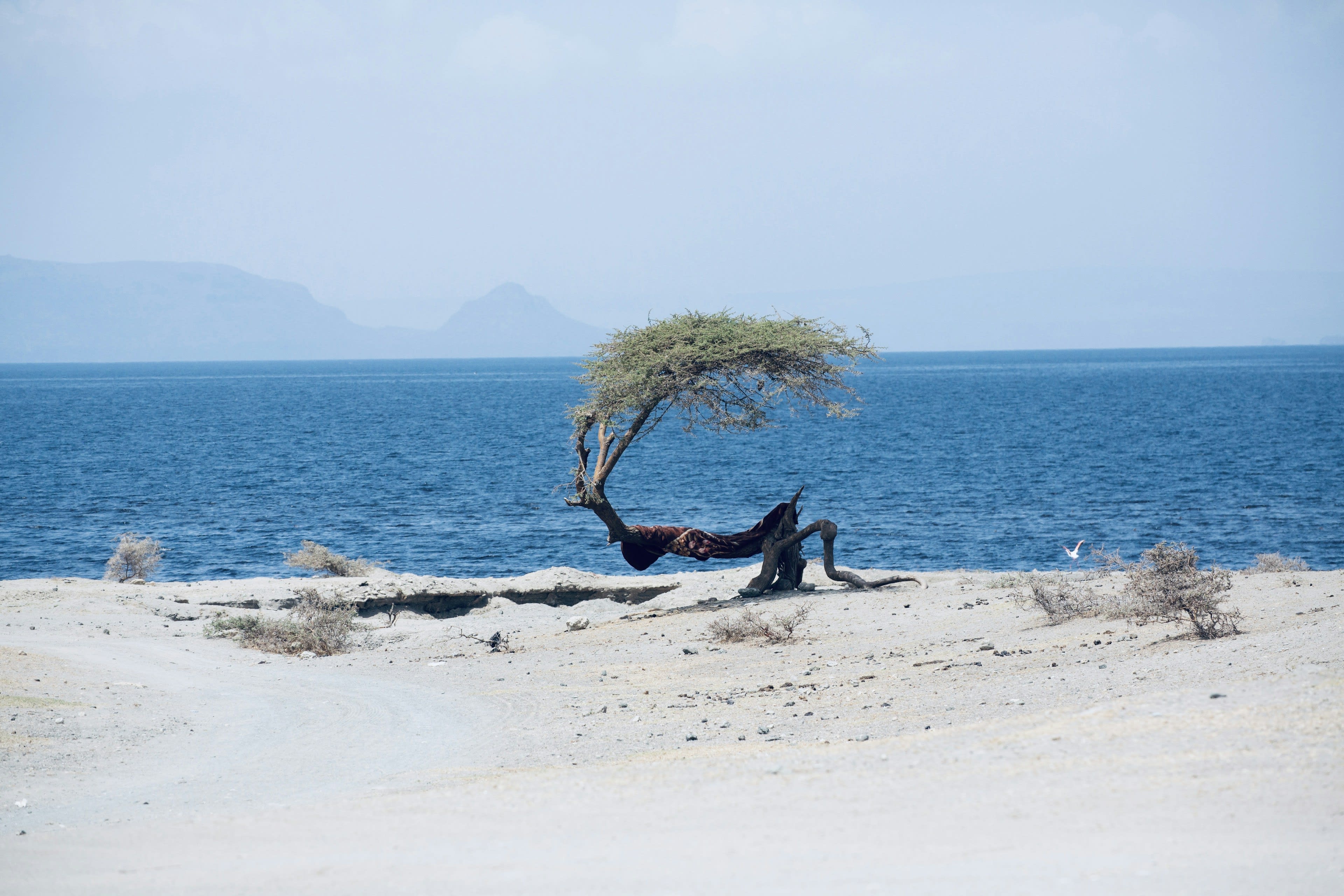 A lone wind-bent acacia tree on white salt ground beside the blue water of Lake Afrera