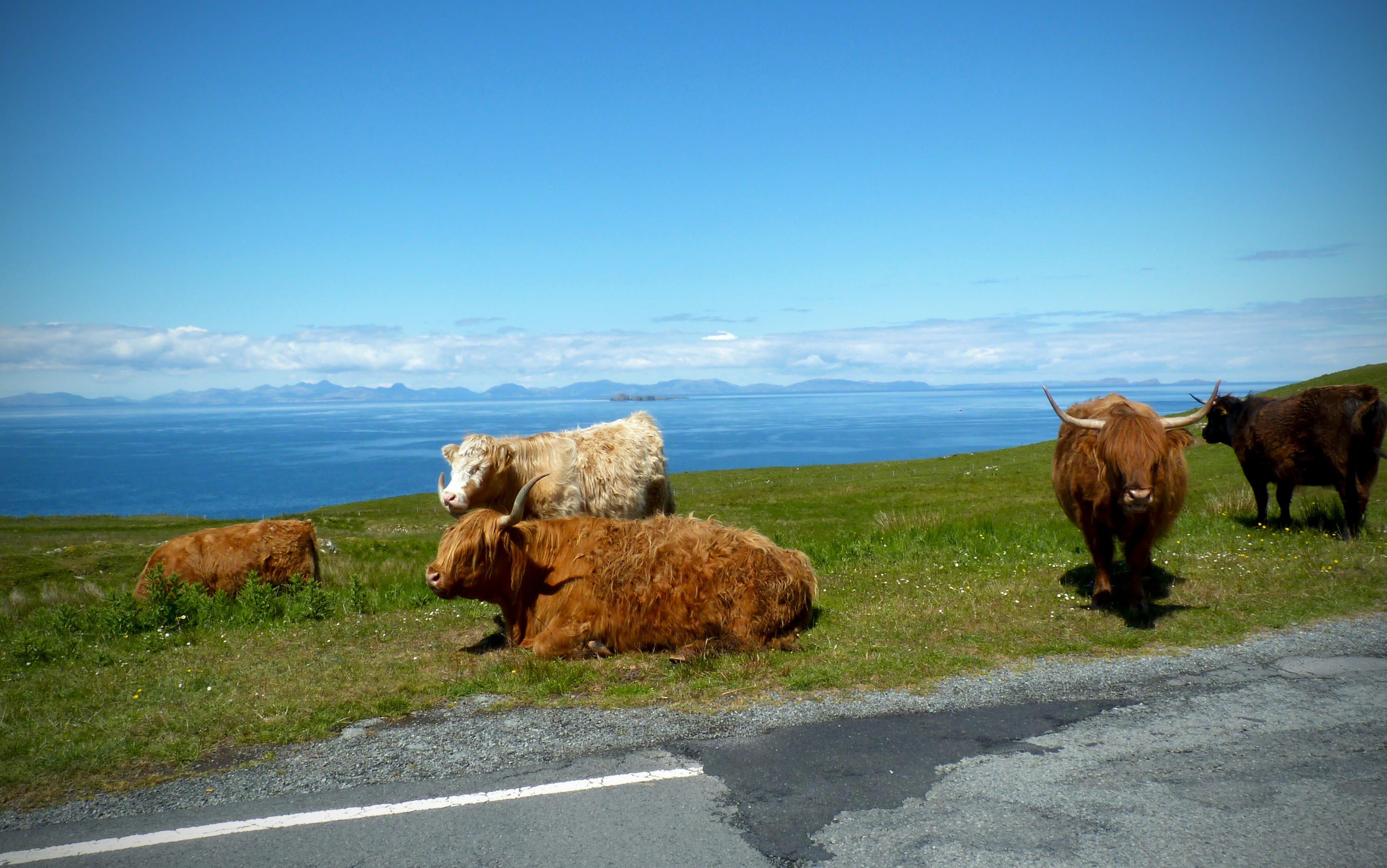 Highland cattle lying and standing on a single-track road with the sea behind