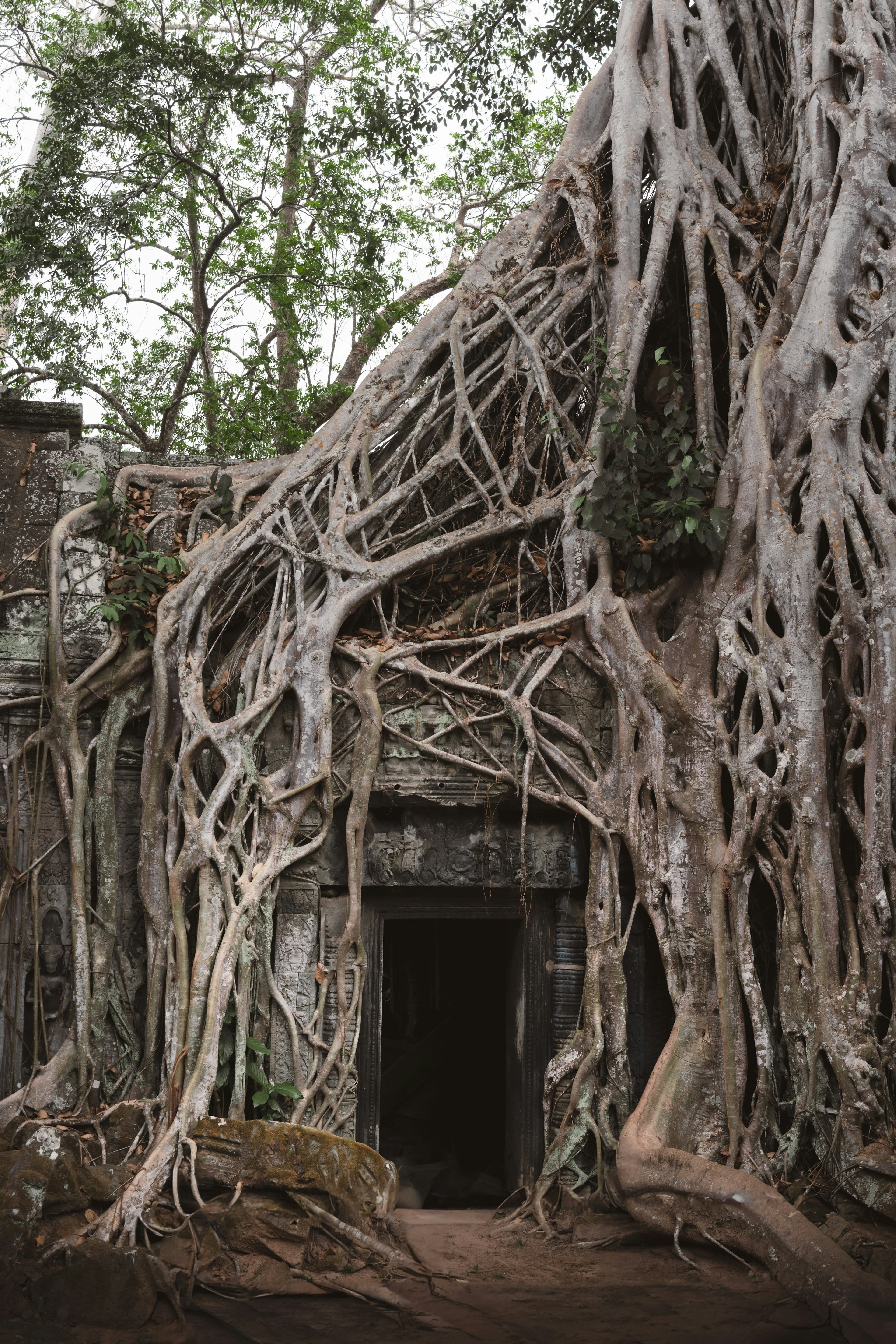 Huge tree roots flowing over a ruined temple doorway