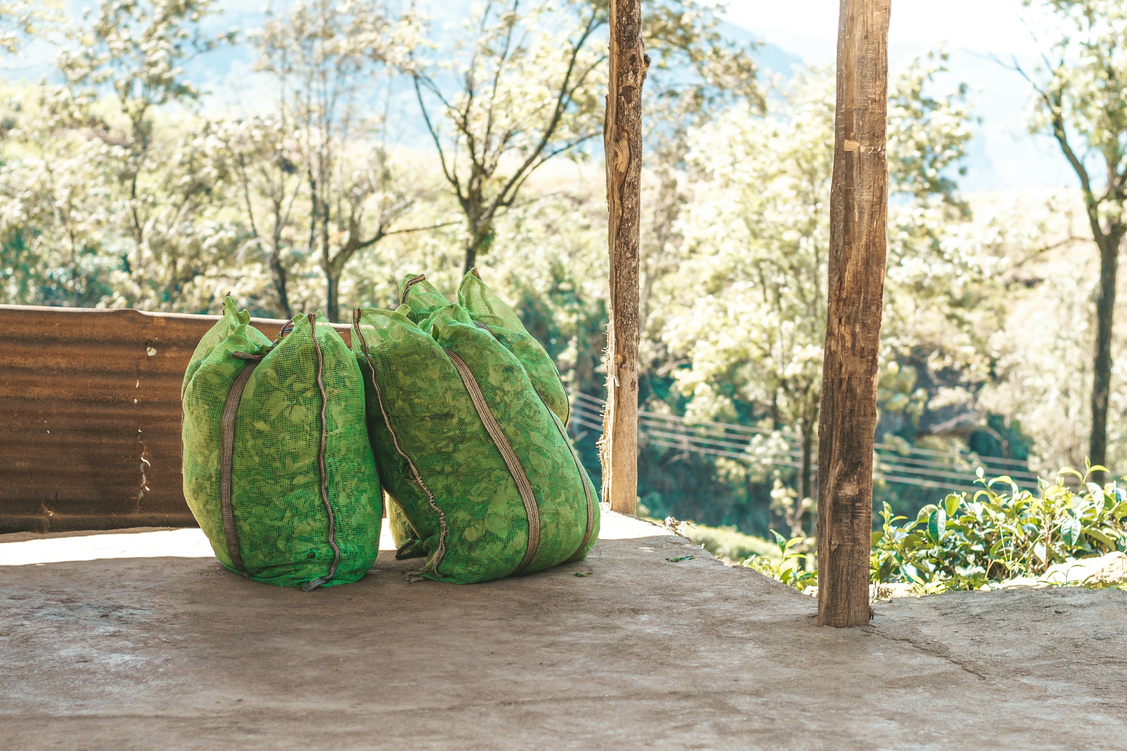 Two bulging green net sacks of tea leaf on a wooden platform