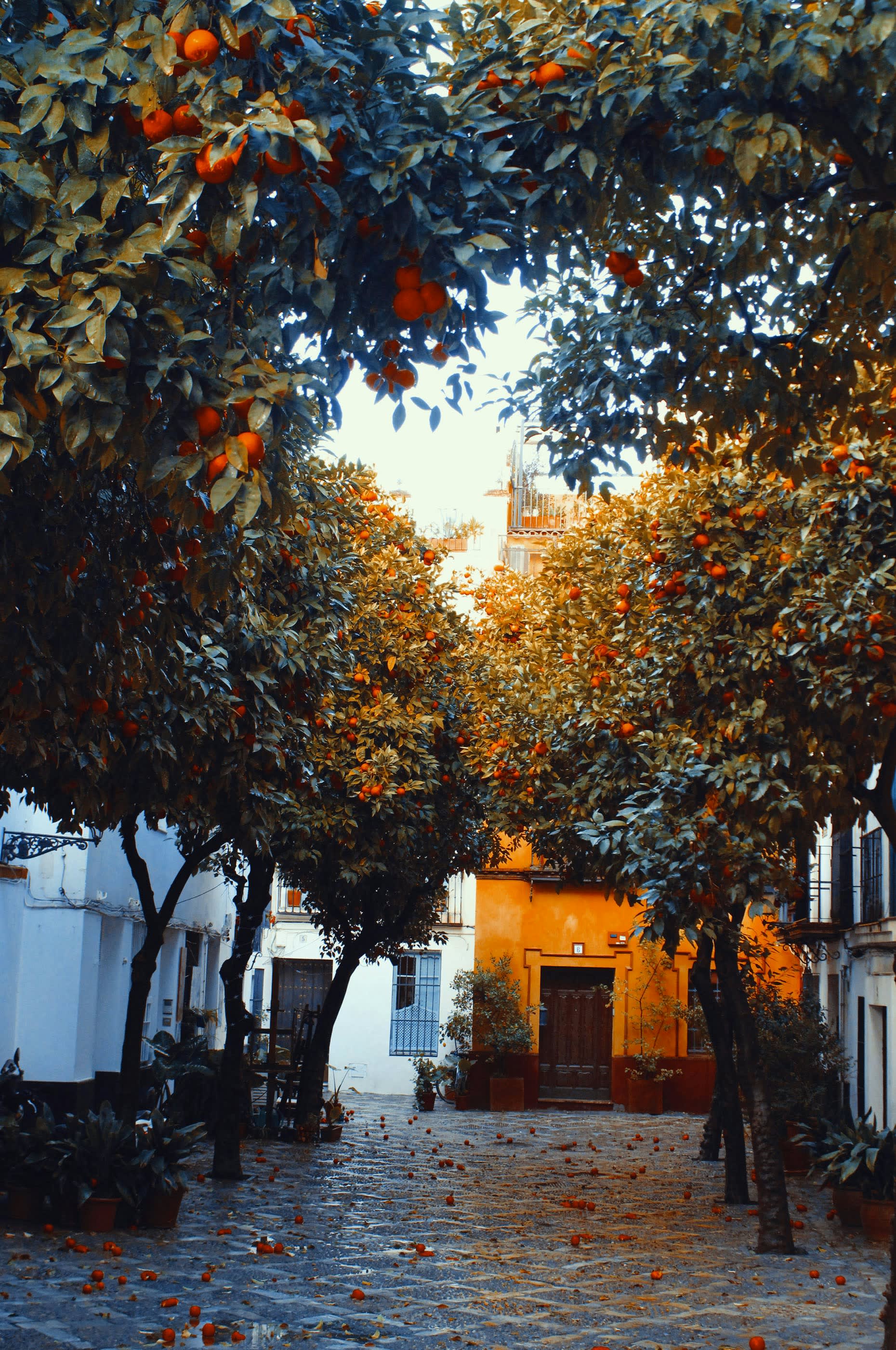 A narrow path lined with orange trees heavy with fruit