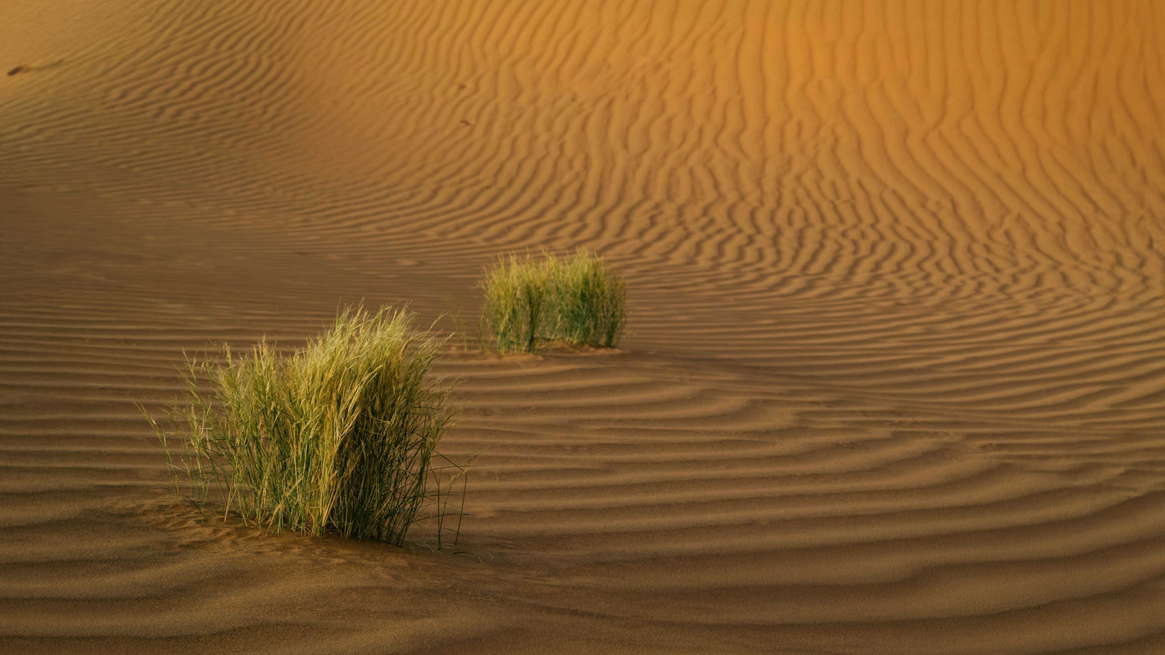 Two clumps of desert grass growing from rippled dune sand
