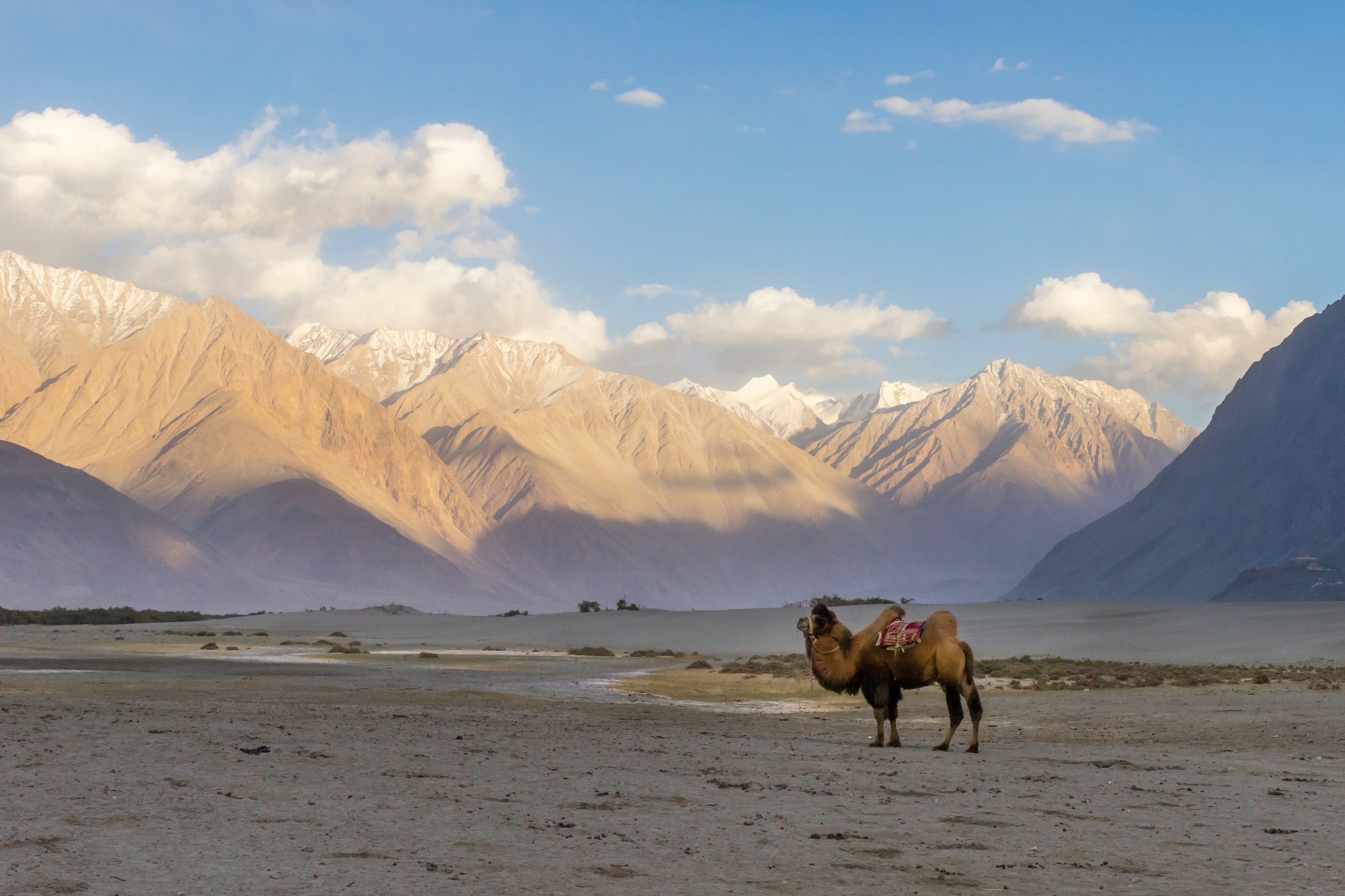 A Bactrian camel standing alone on pale sand with a long snow-capped range behind