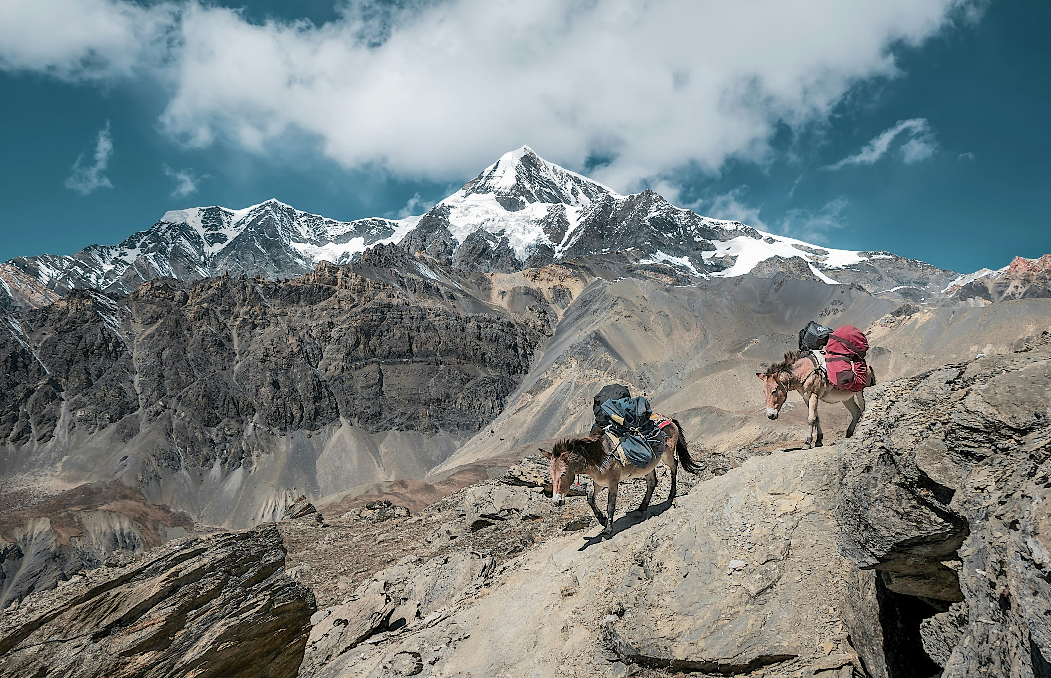 Loaded pack animals climbing a rocky high-altitude trail below snow-covered peaks