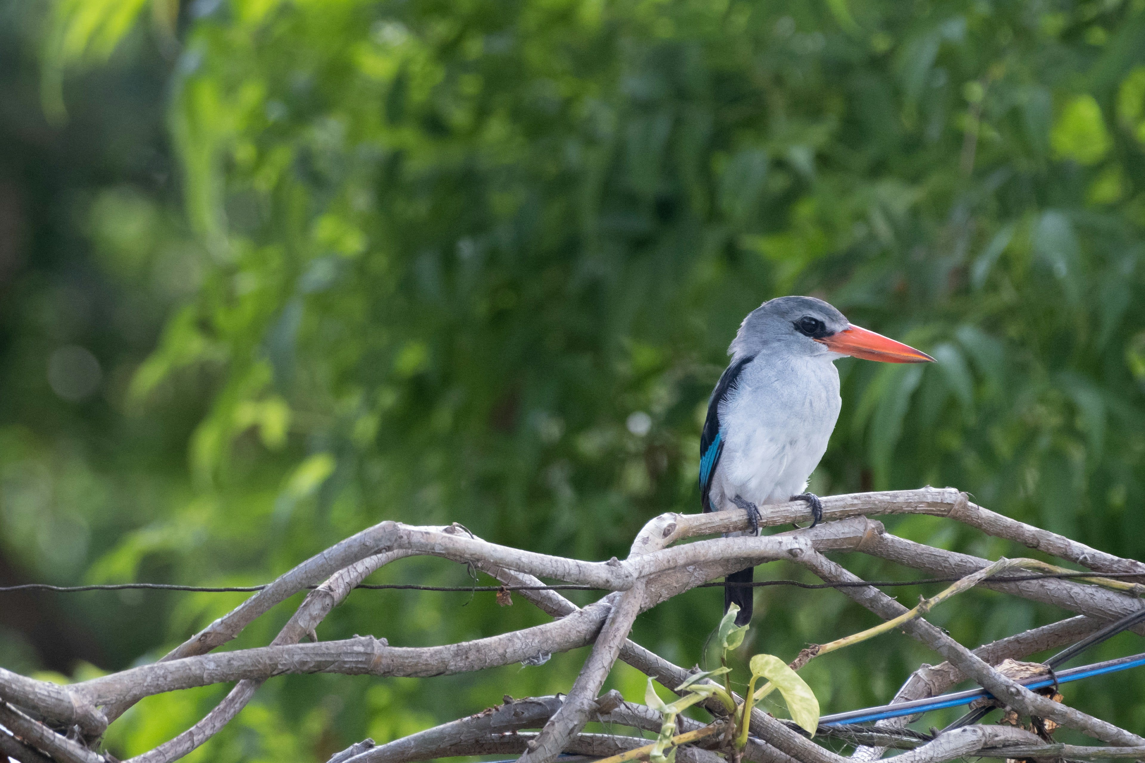 A blue and white kingfisher perched on tangled bare mangrove roots