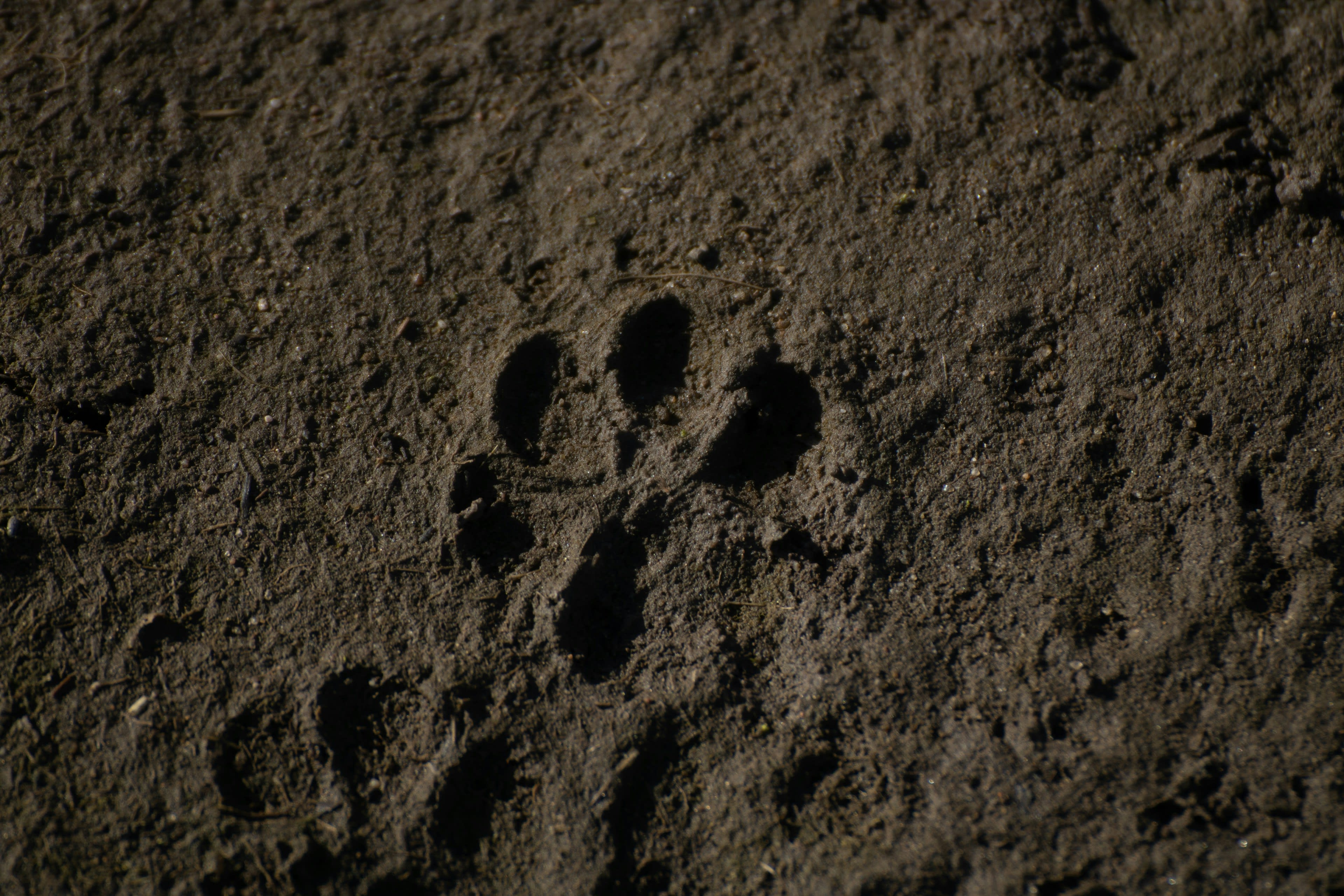 A large four-toed animal print pressed into dark wet river mud