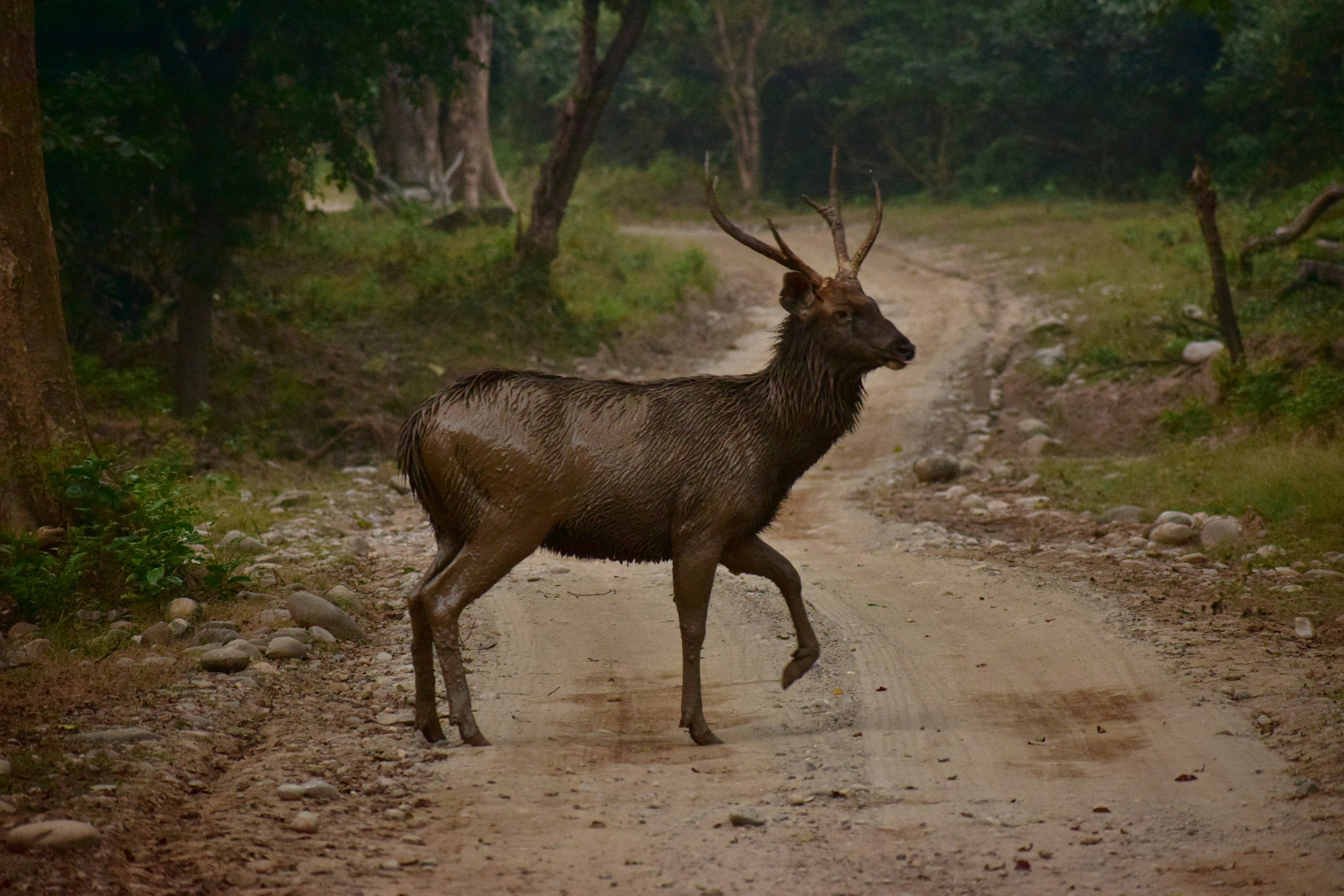 A sambar stag standing side-on across a dirt track in montane forest