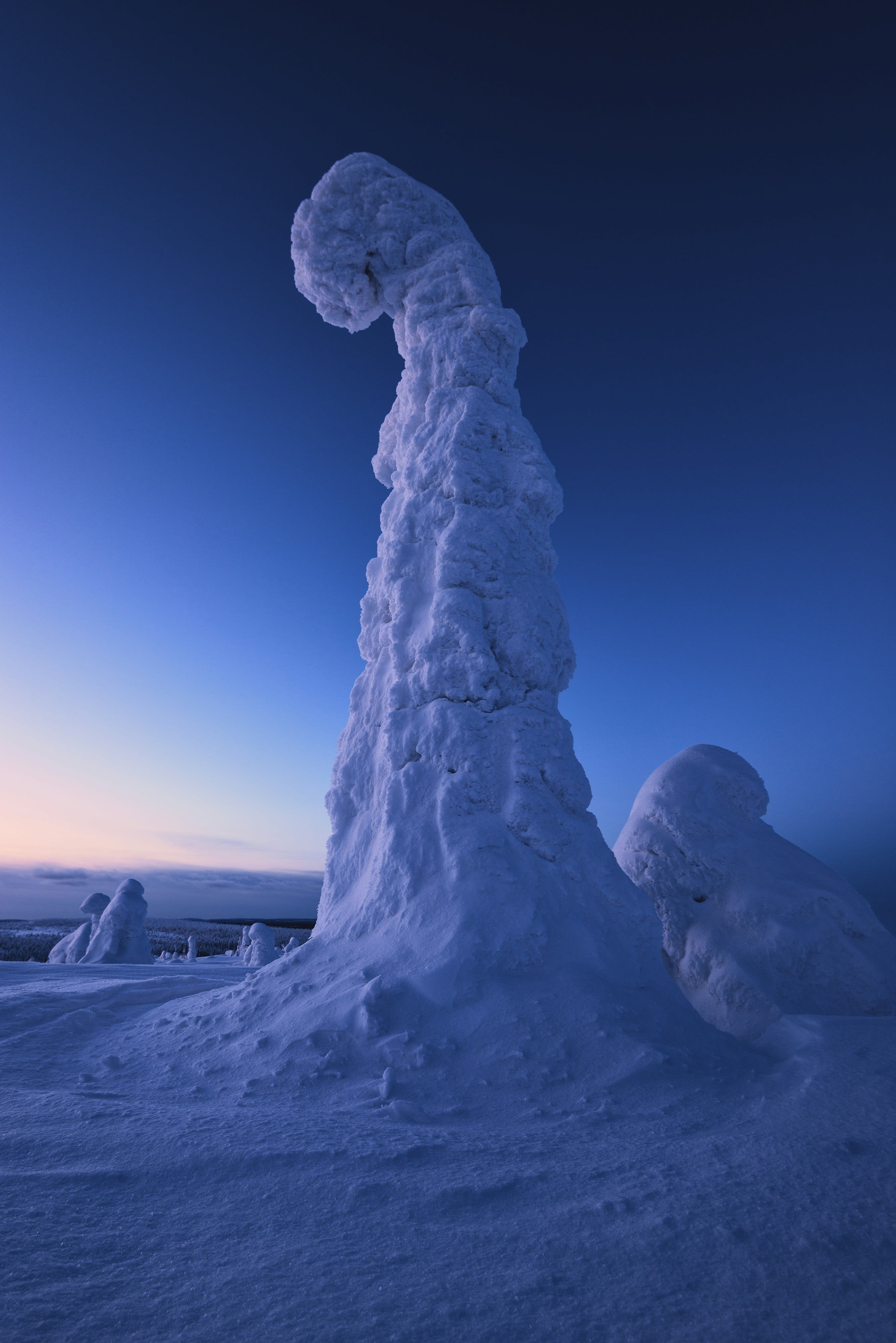A spruce tree completely encased in frost and snow against dusk sky