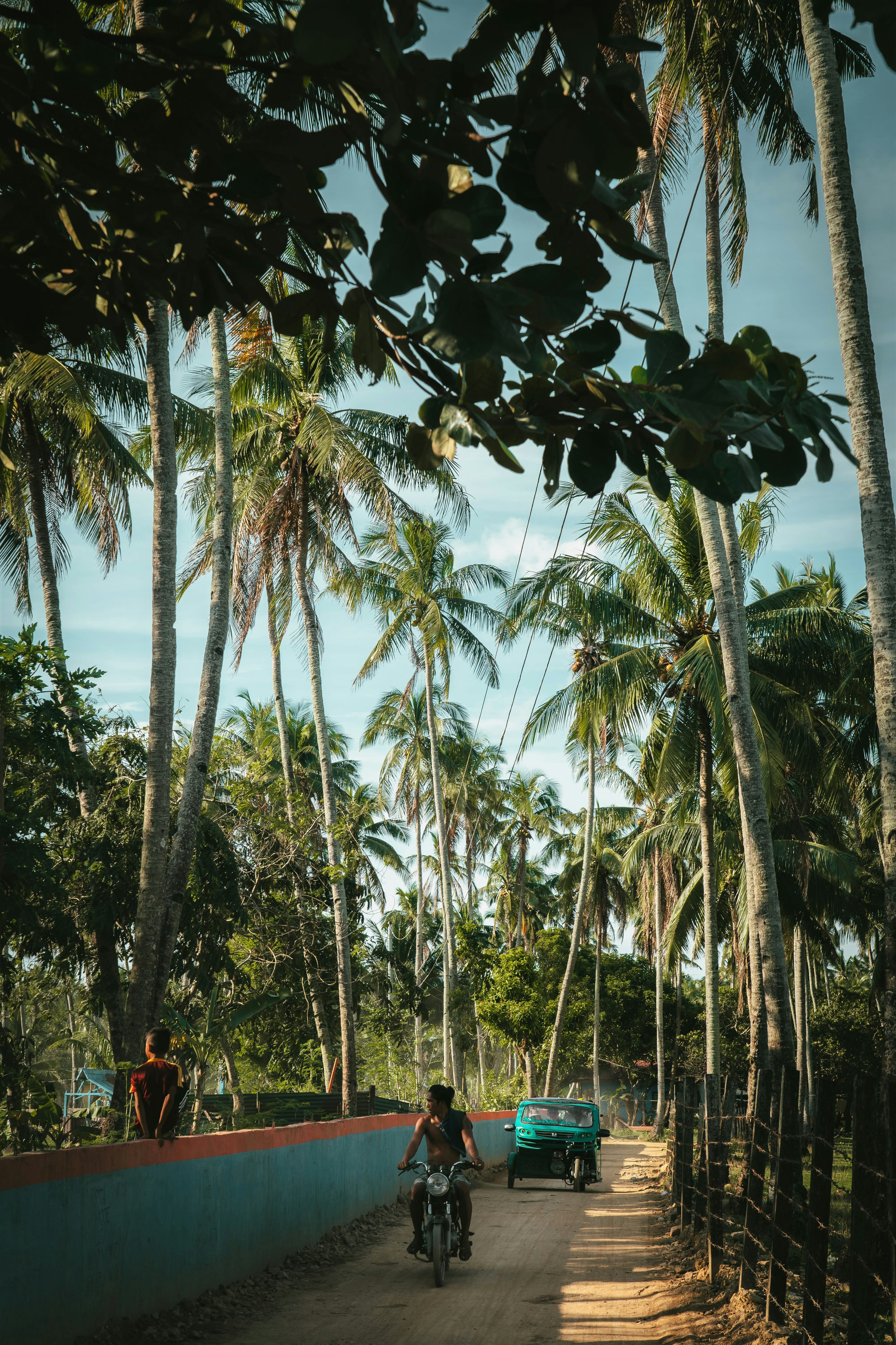 A sandy lane running beneath tall palm trees
