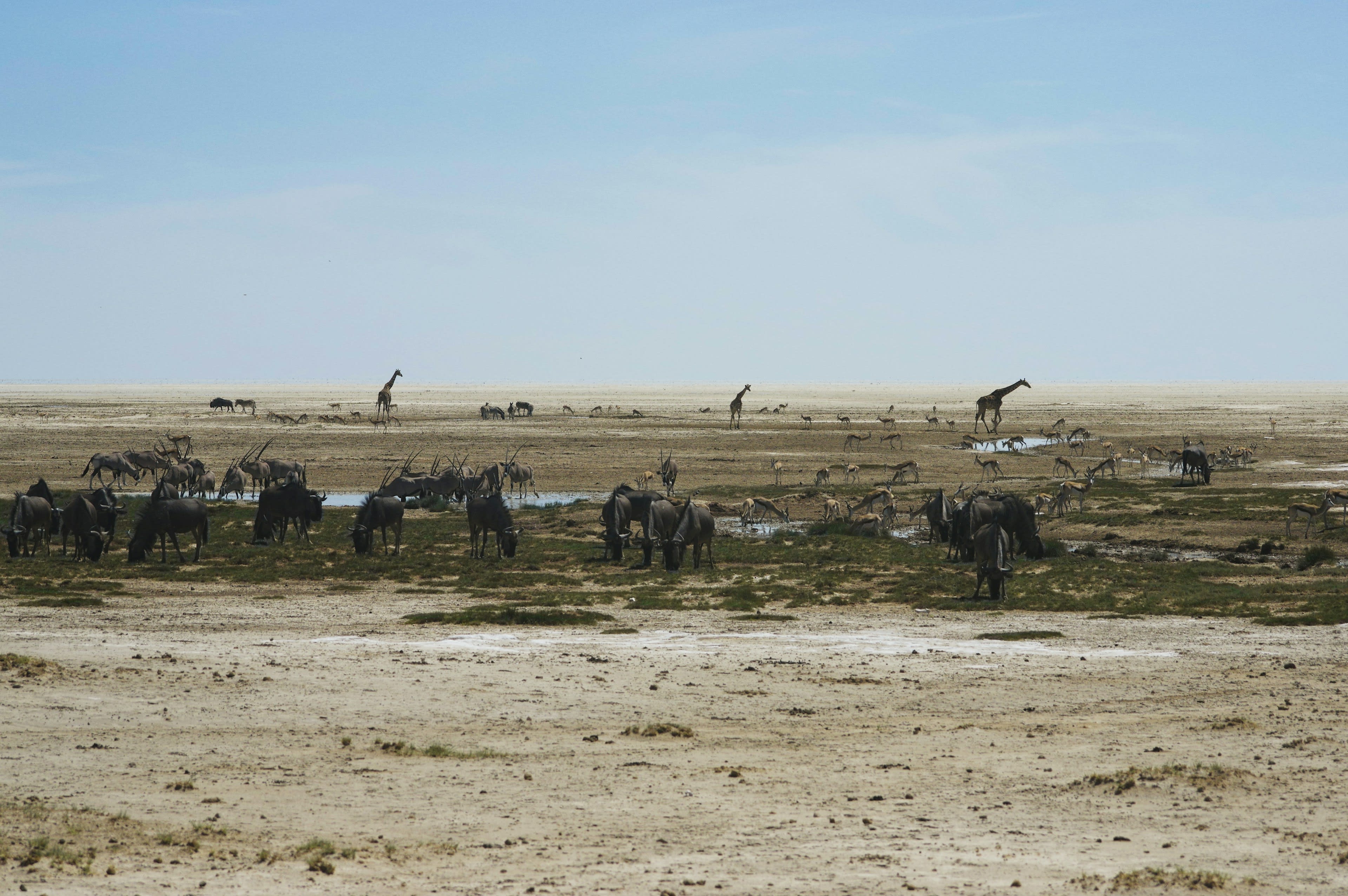 A large mixed herd of zebra, wildebeest and giraffe spread along the edge of a white salt pan