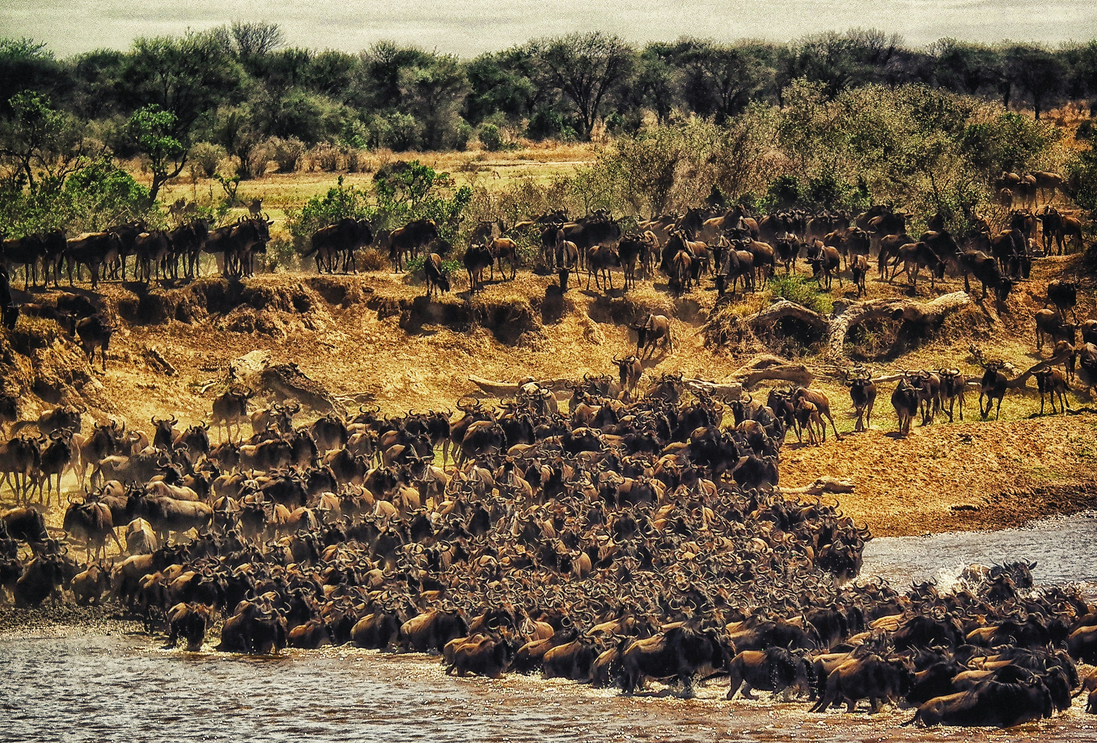 A dense mass of wildebeest packed along a river bank in brown grassland