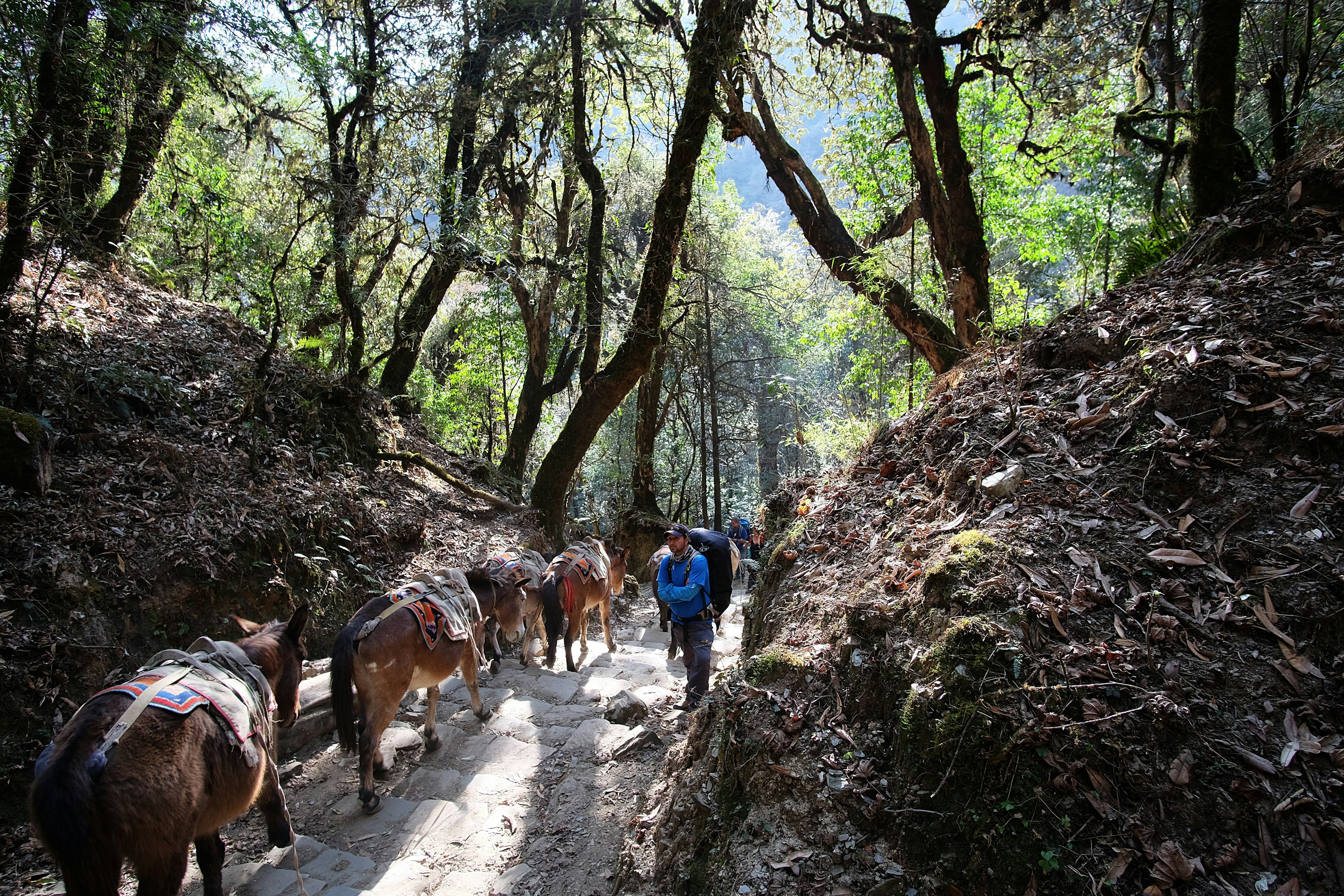Pack mules and a walker on a narrow dusty trail through scrubby hillside