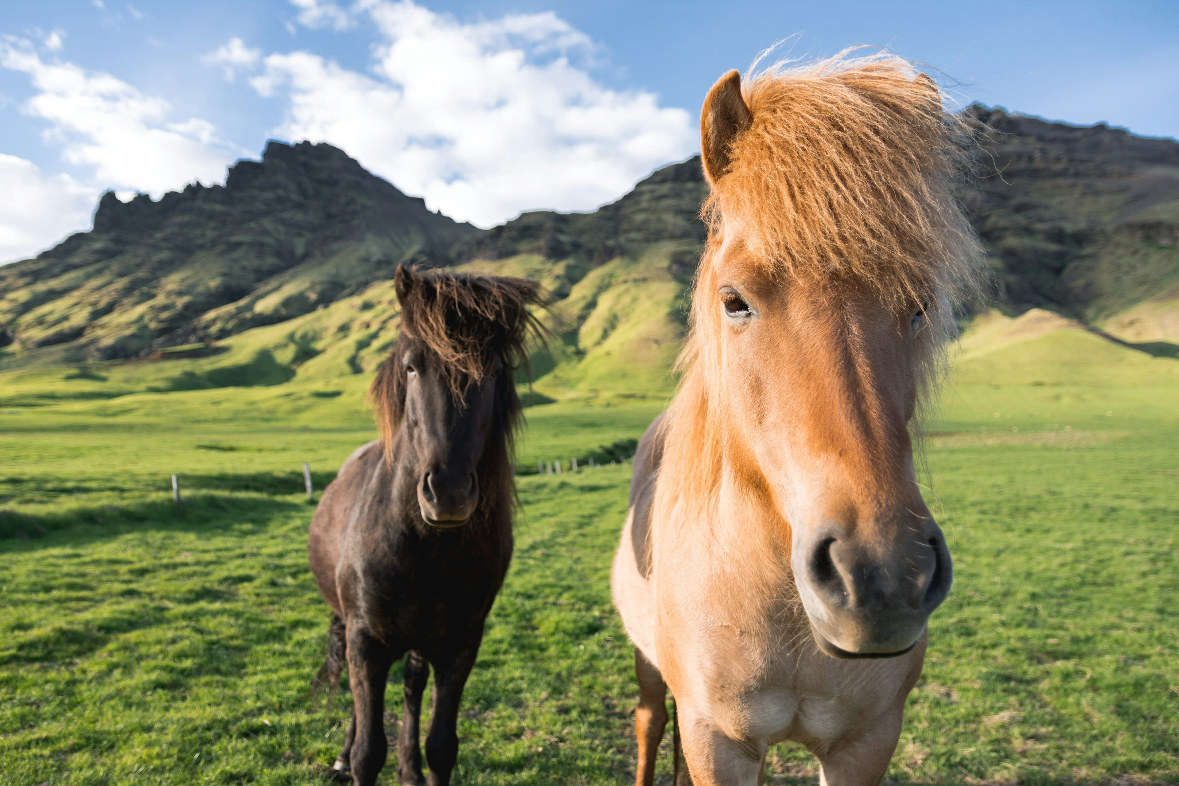 Two Icelandic horses close to the camera in a green field with hills behind