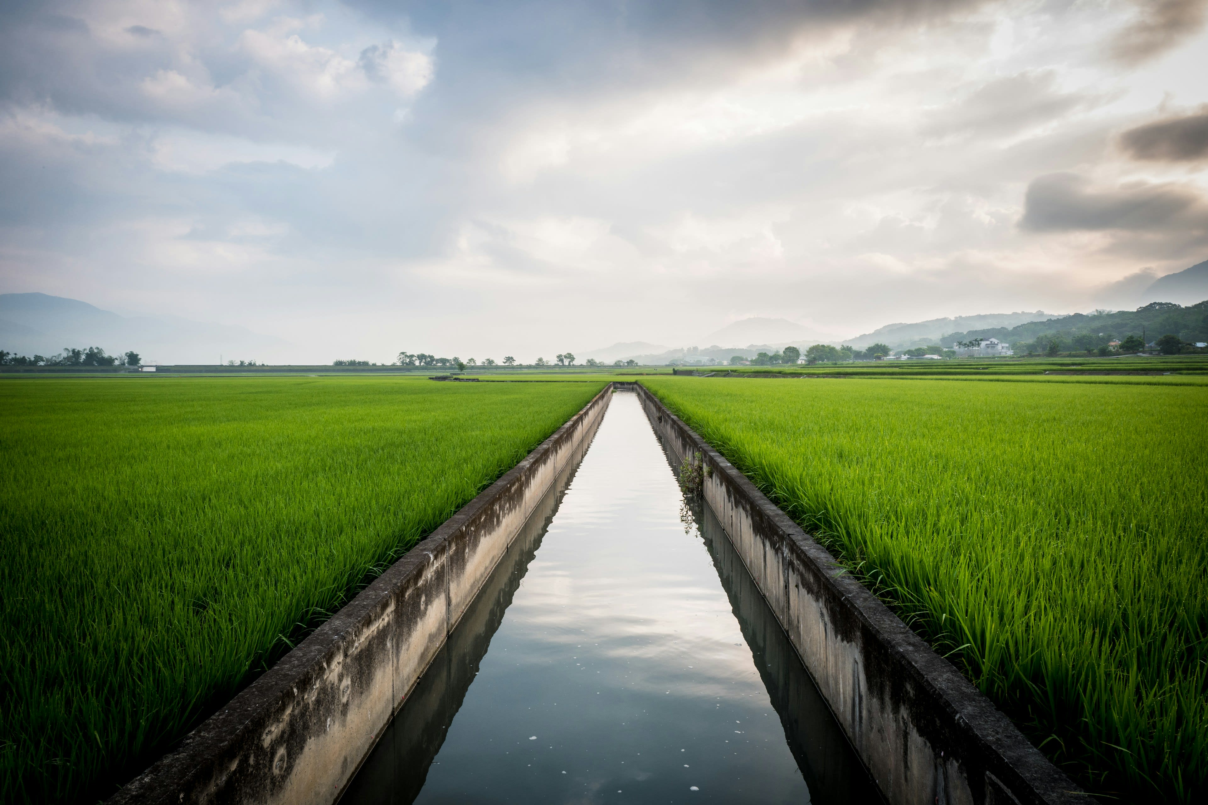 A straight irrigation channel running away between bright green rice fields