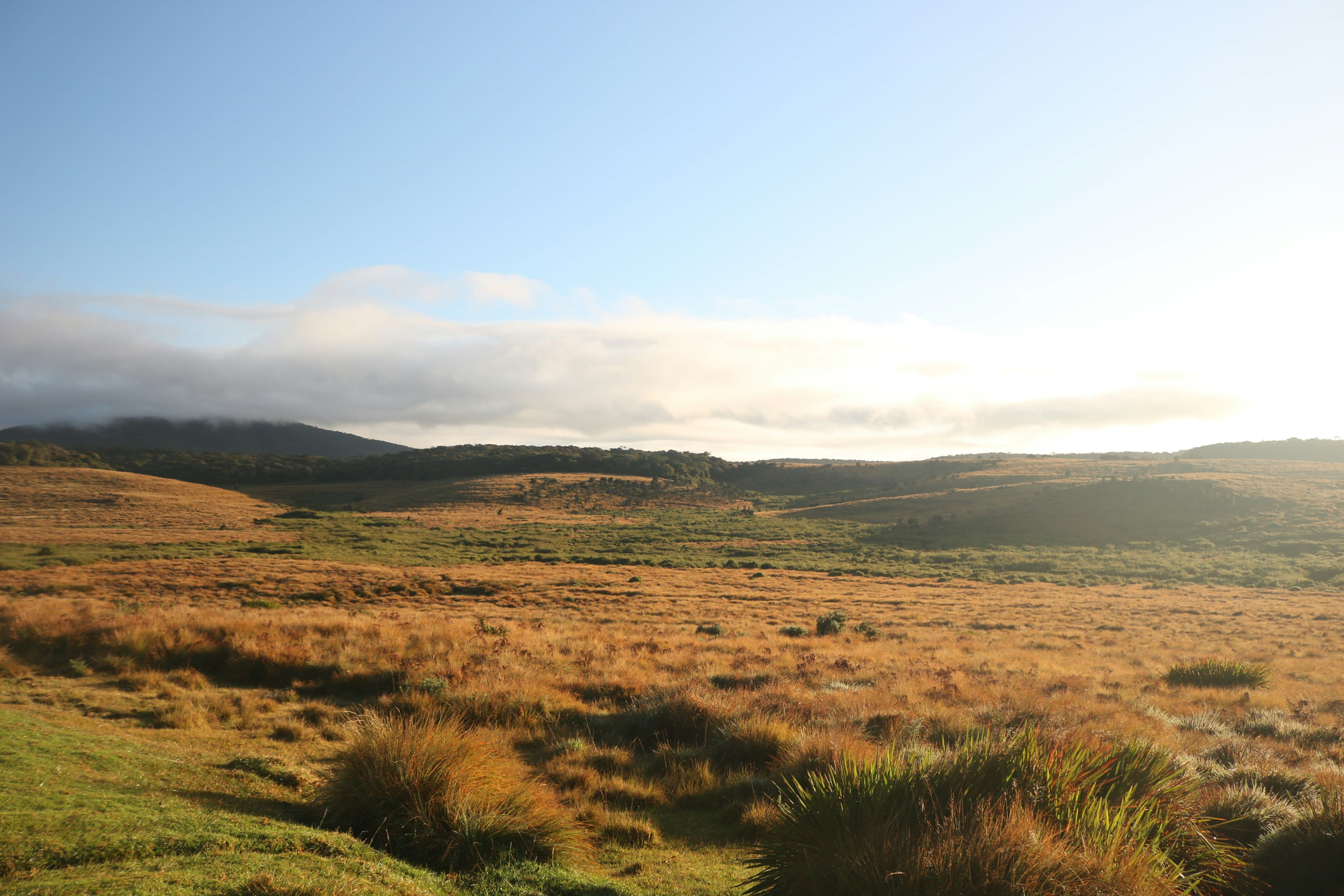 Golden tussock grassland at dawn with low hills and a pale sky