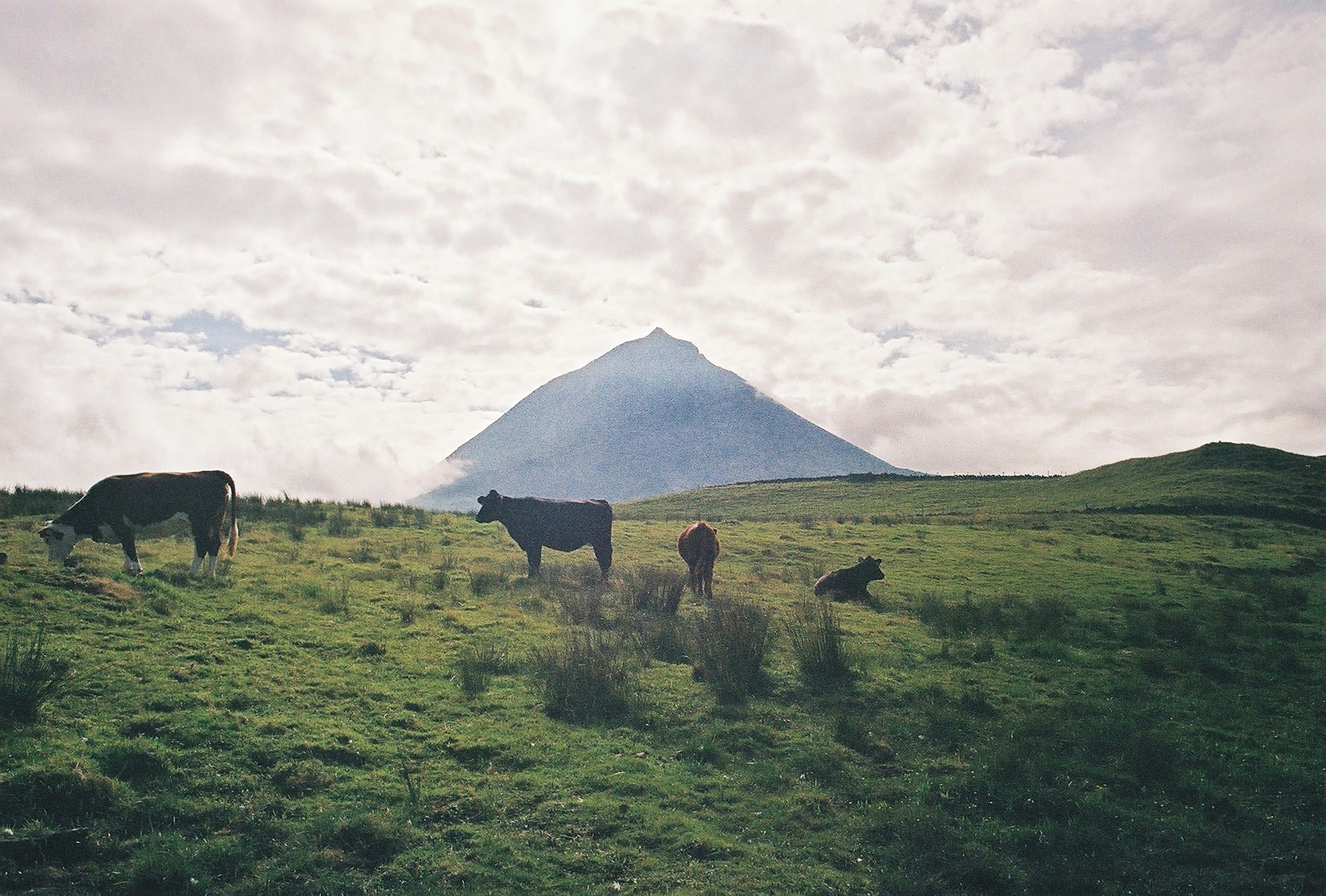 Cattle grazing on green pasture with a large conical volcano behind