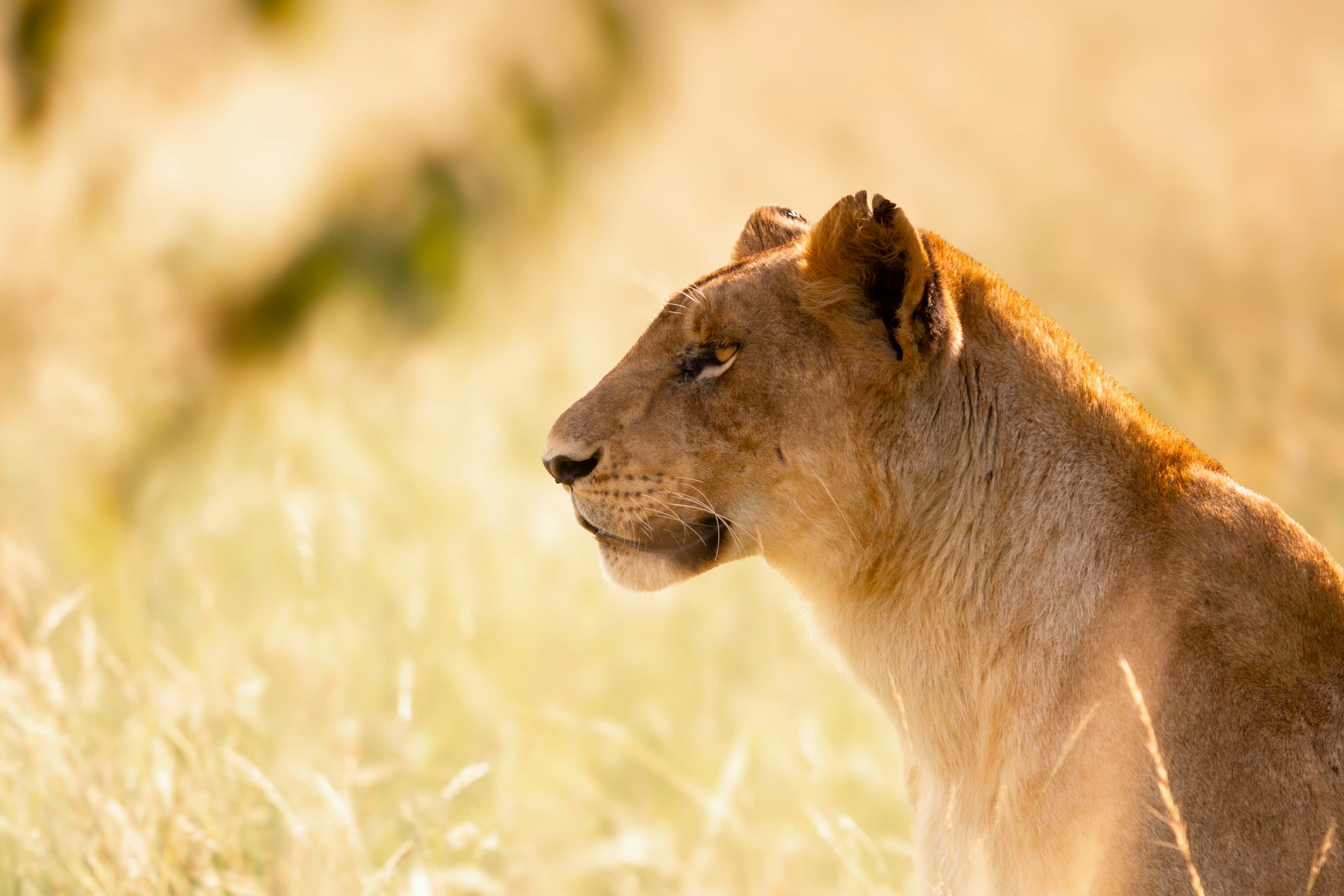 A lioness in profile lying in golden grass with her head raised